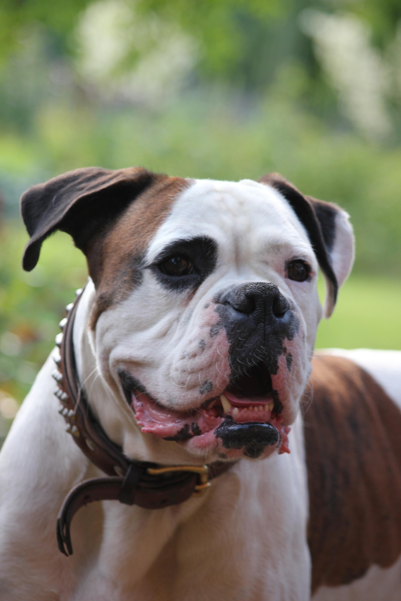 How to Handle Boxer Separation Anxiety 10