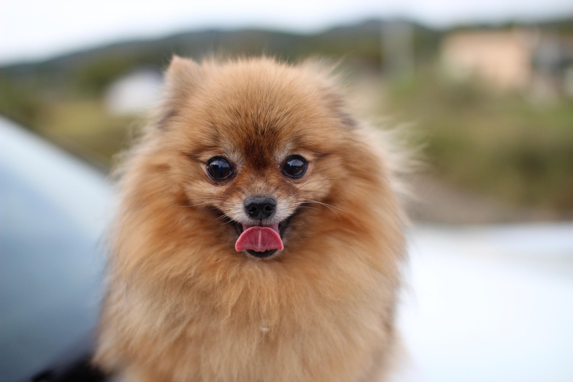 10 Surprising Facts About Pomeranians You Didn’t Know 10