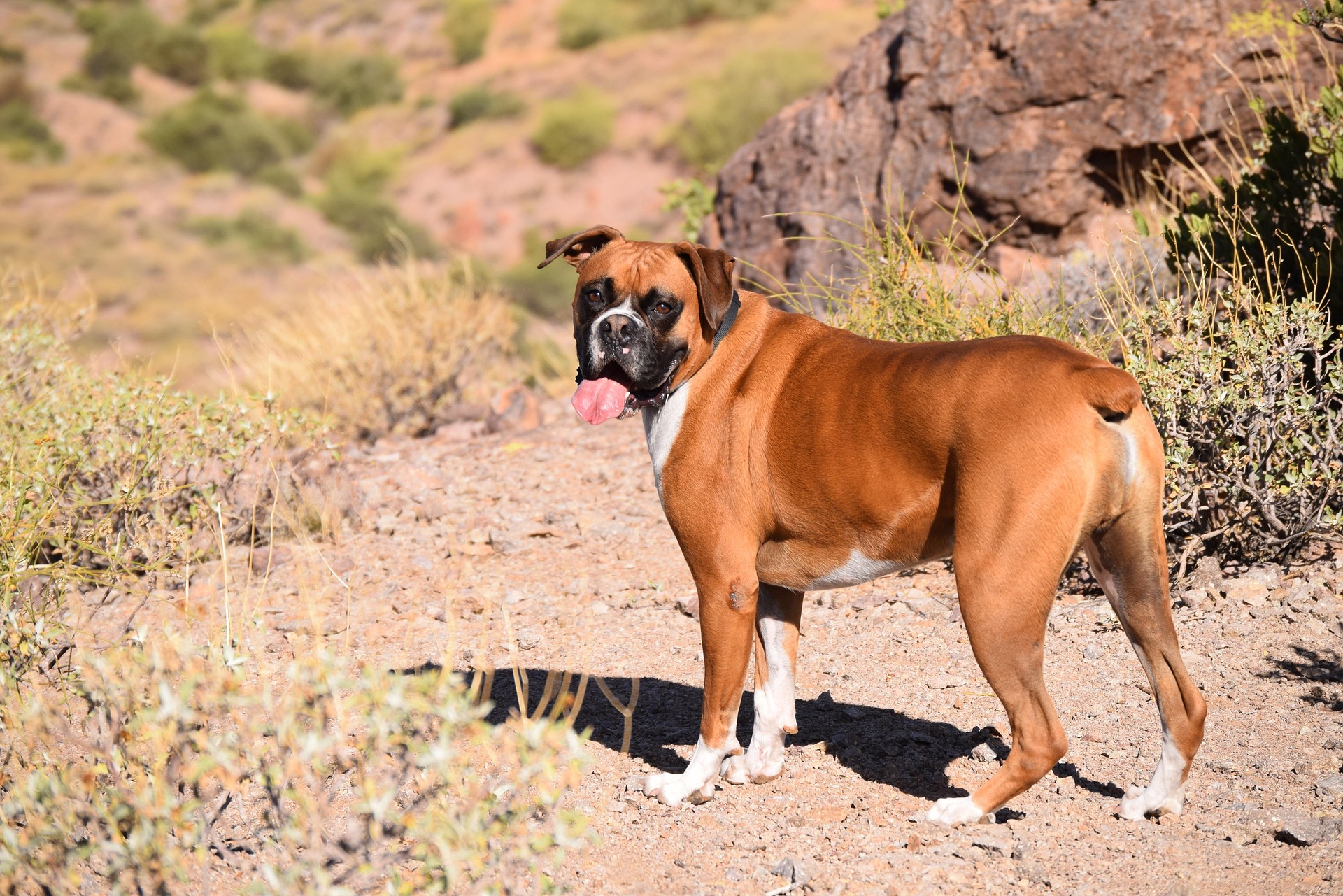 How to Travel Safely With Your Boxer Dog — The Complete Guide for 2026 9