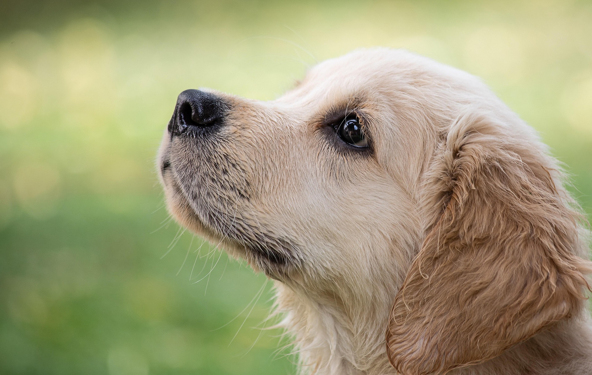 Why Golden Retrievers Bond So Strongly With Humans – The Deep Science and Emotional Truth 10 Why Golden Retrievers Bond So Strongly With Humans – The Deep Science and Emotional Truth 10