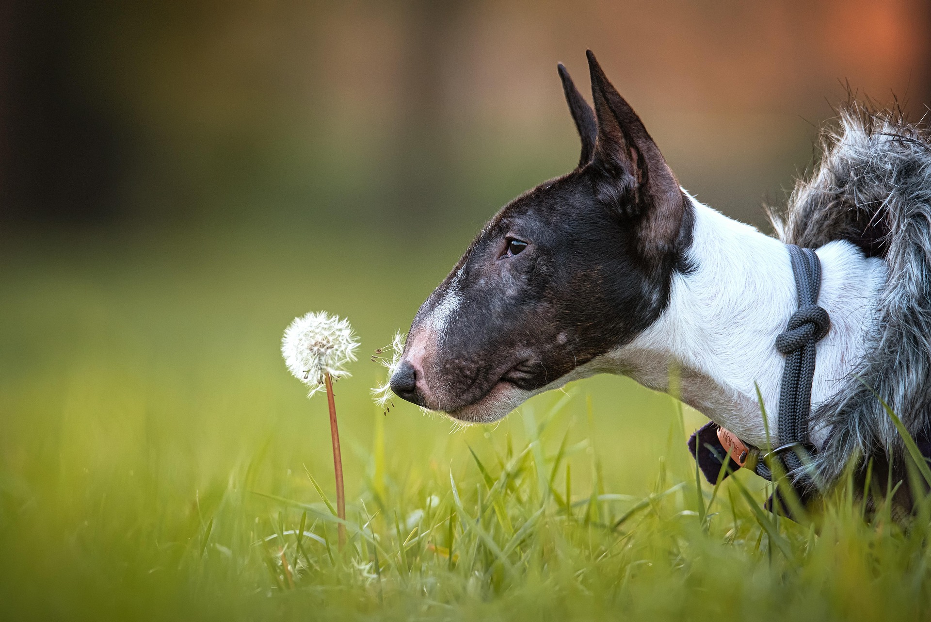 English Bull Terriers: Myths, Facts, and Misunderstandings 11 English Bull Terriers: Myths, Facts, and Misunderstandings 11