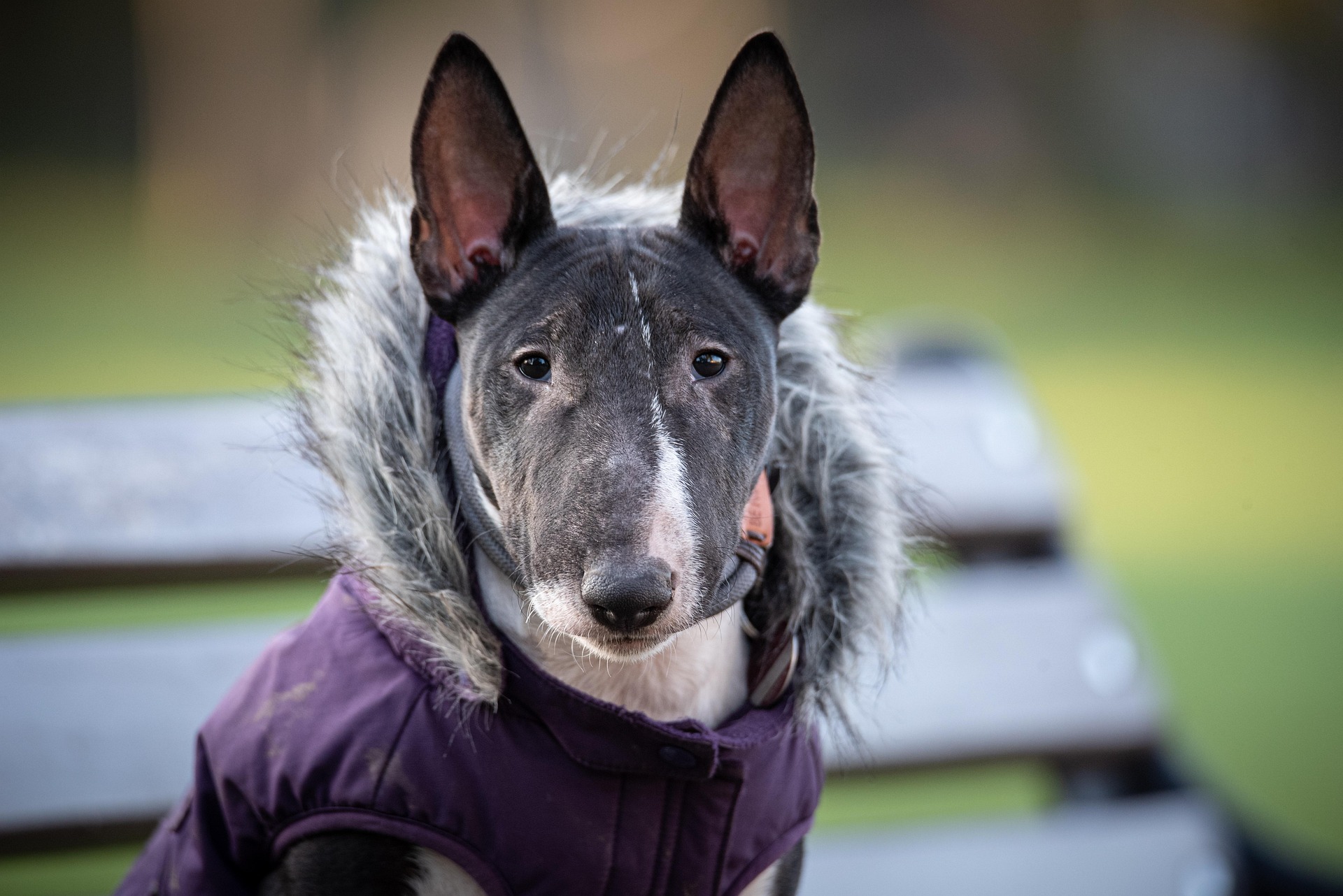 English Bull Terriers and Kids: A Guide for Safe Play 10