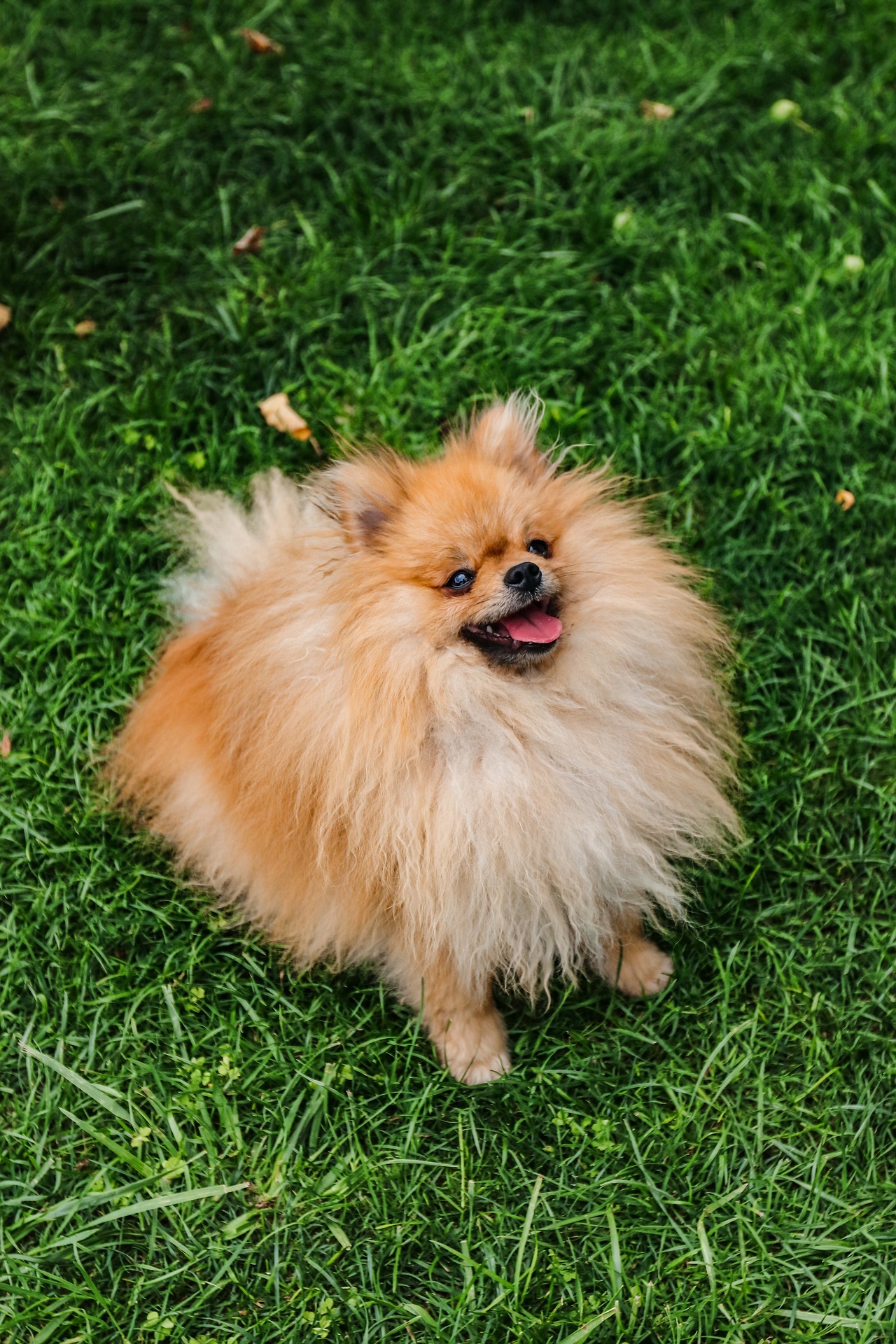 How to Understand Your Pomeranian’s Playful Behavior 10