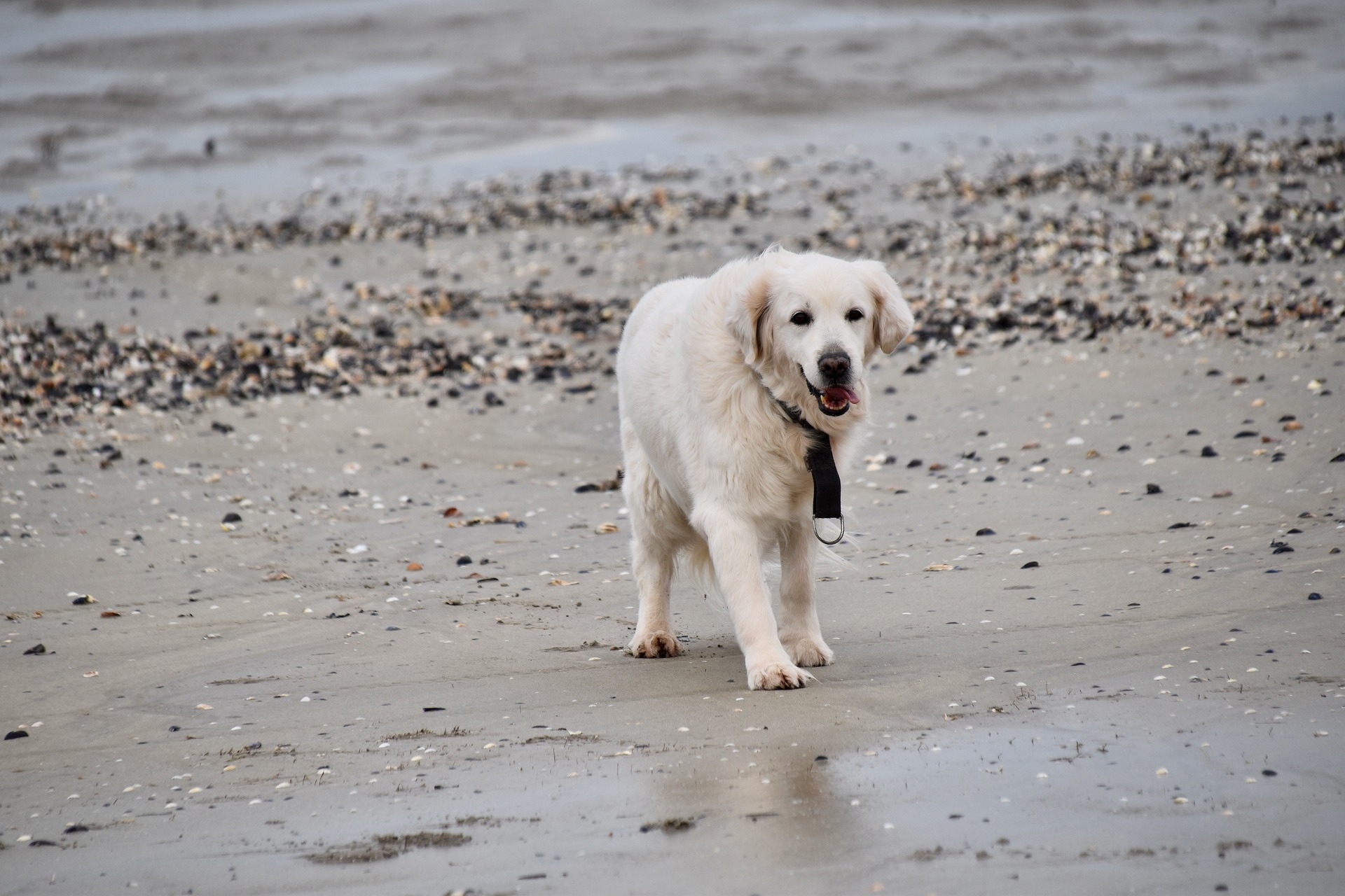 How Long Do Golden Retrievers Live? Health and Lifespan Facts 10
