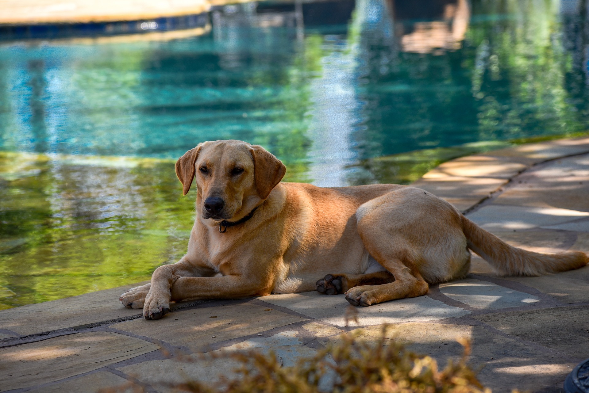 What It’s Really Like Living With a Labrador Retriever 10