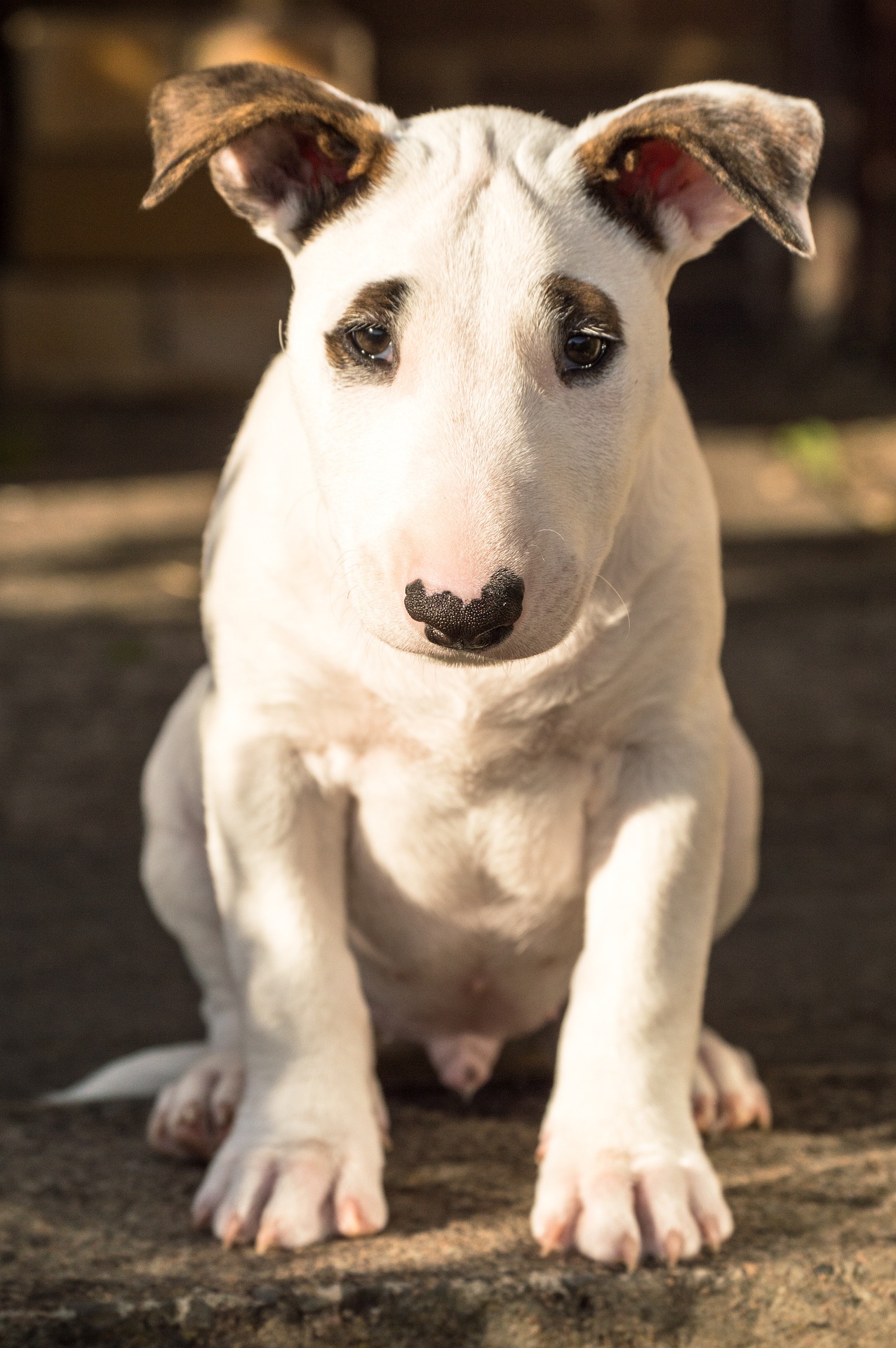 English Bull Terriers and Kids: A Guide for Safe Play 11