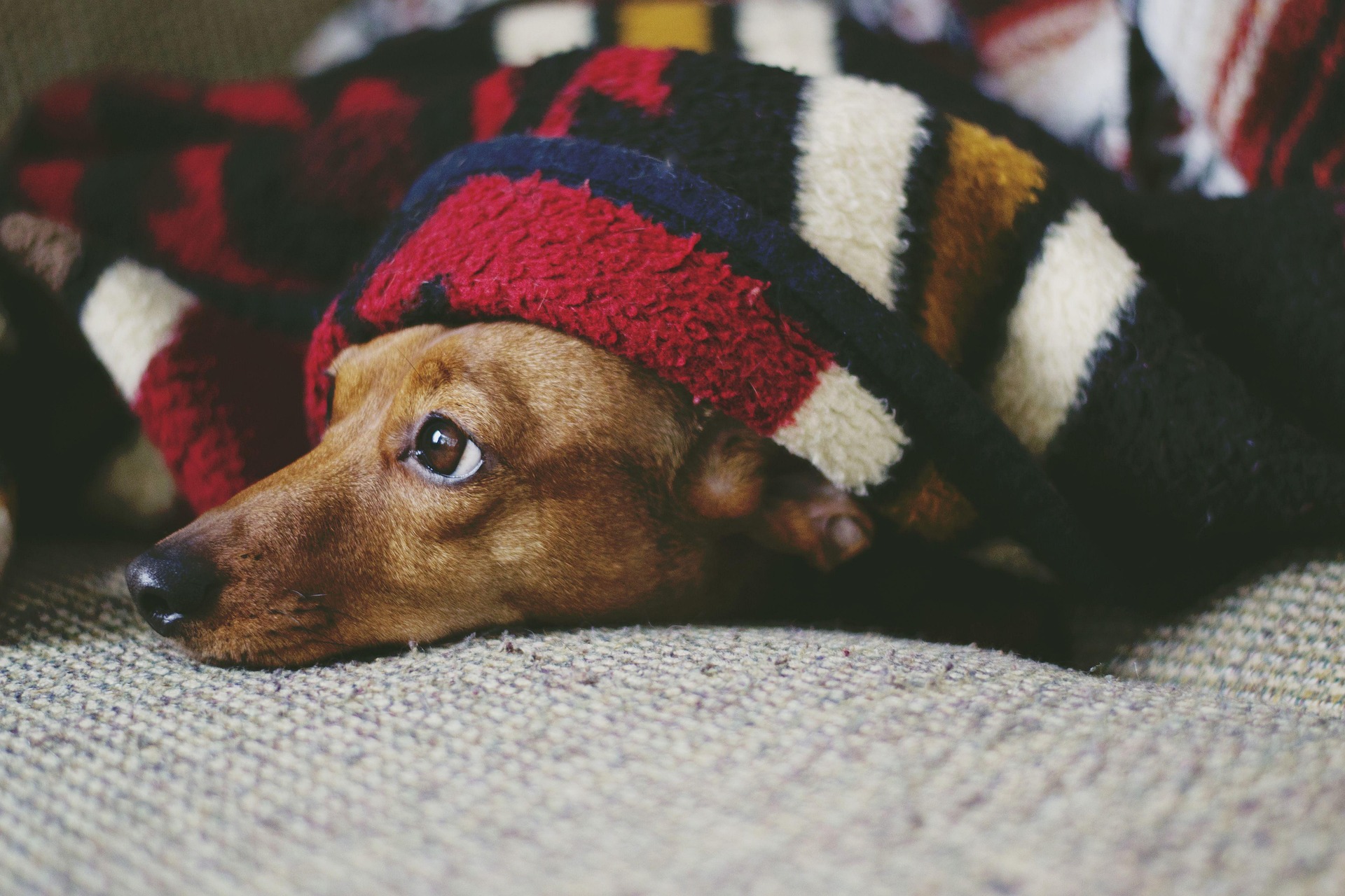 Dachshunds and Children: Tips for a Safe, Loving Bond 10
