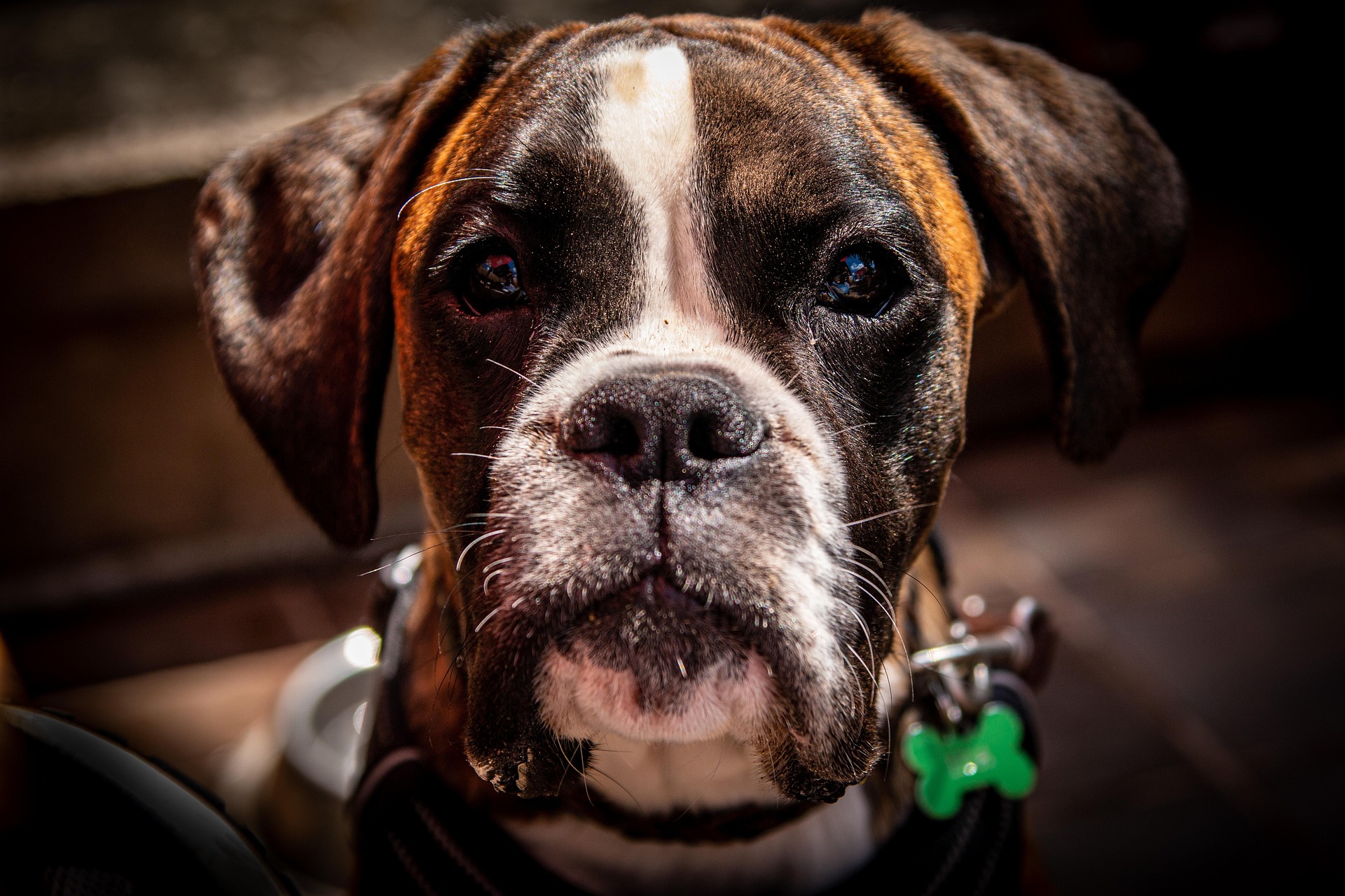 How to Keep Your Boxer Fit, Happy, and Healthy: The Ultimate Guide for Owners 10