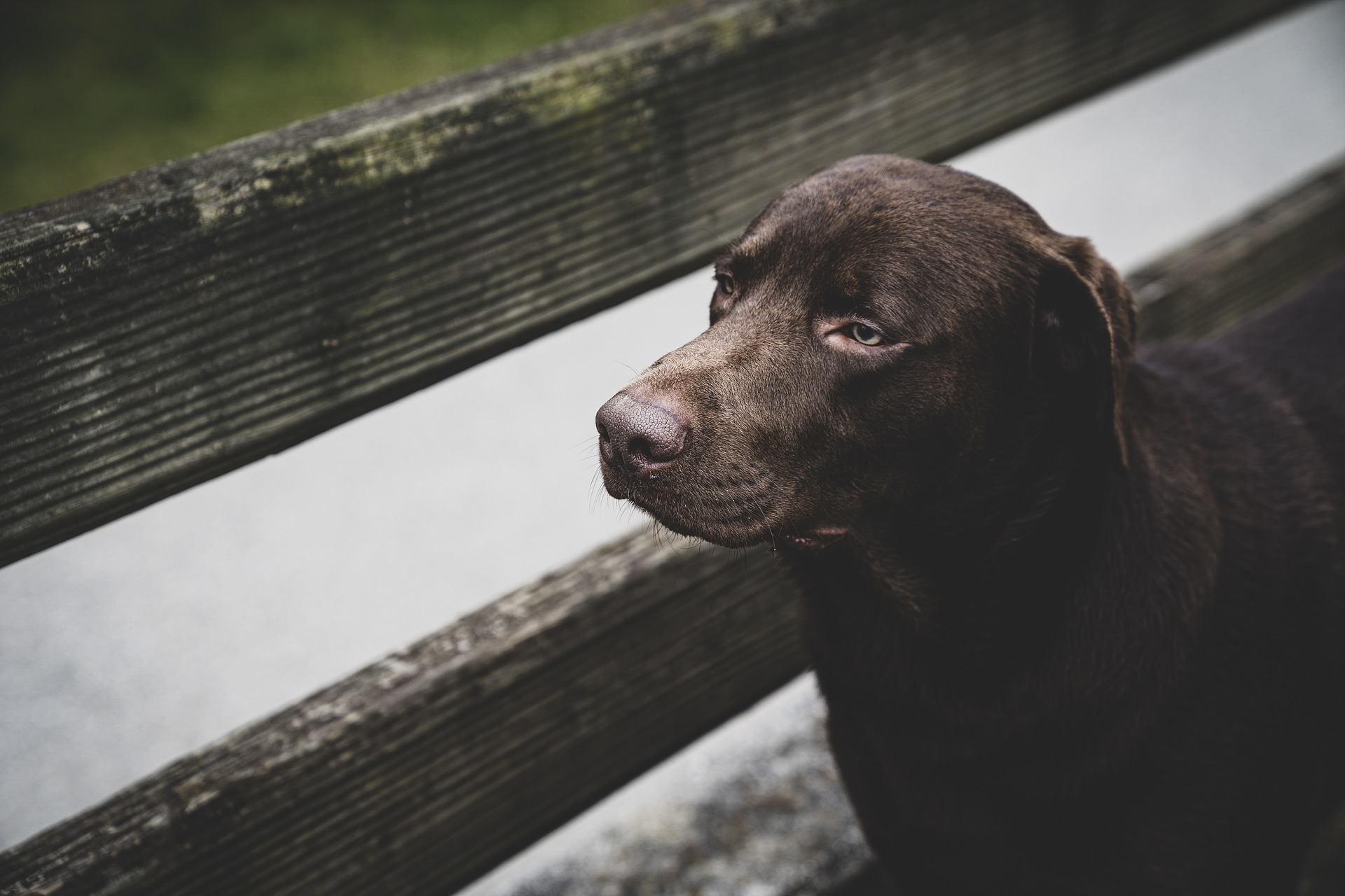 Why Labrador Retrievers Are One of the Most Popular Dog Breeds — The Honest, In-Depth Guide 10
