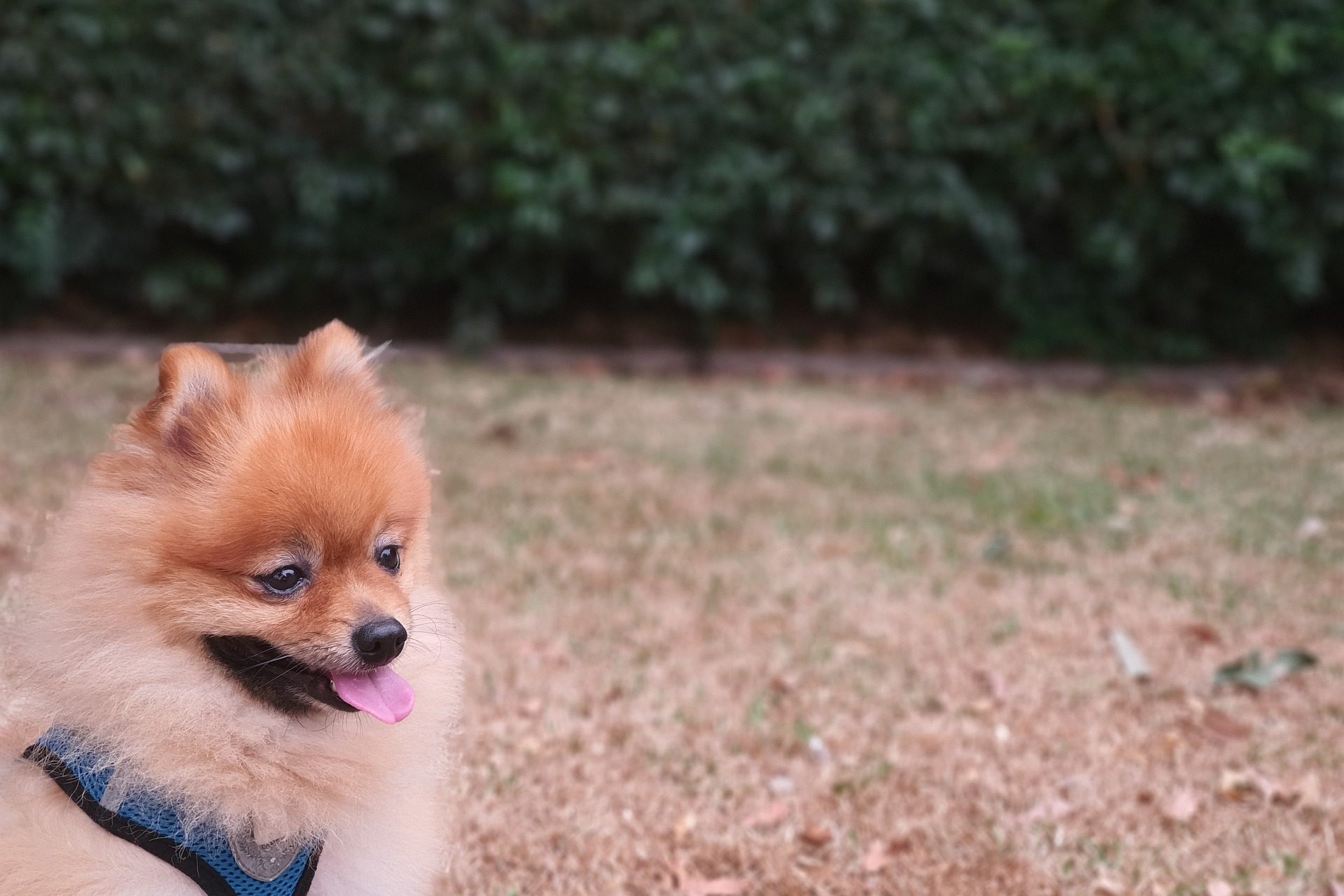 Pomeranian Puppies vs Adults: What Every Owner Should Know 9 Pomeranian Puppies vs Adults: What Every Owner Should Know 9