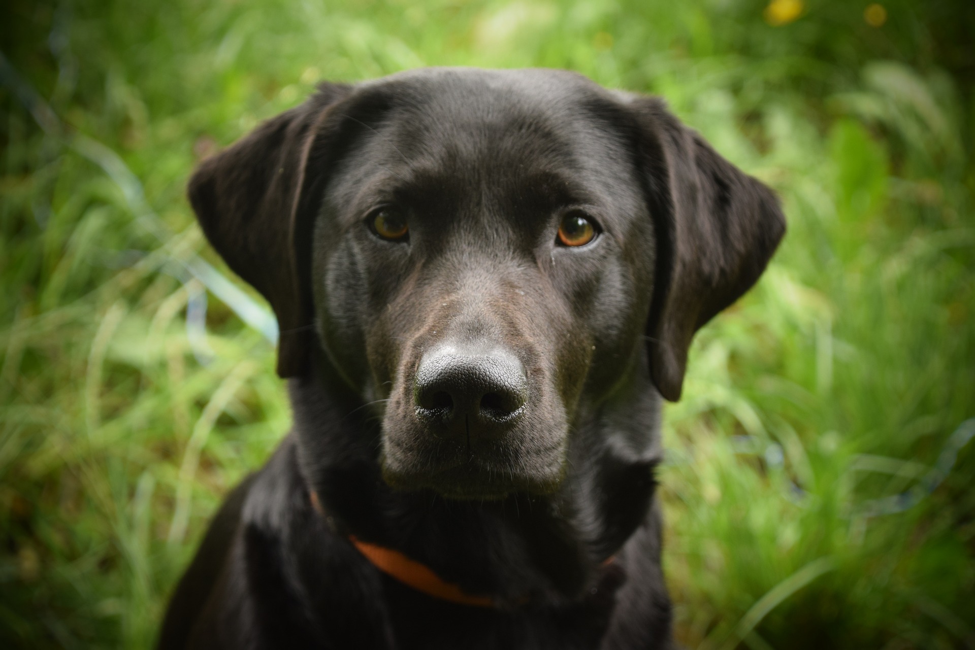 Labrador Retriever Training Mistakes Many Owners Make 15 Labrador Retriever Training Mistakes Many Owners Make 15