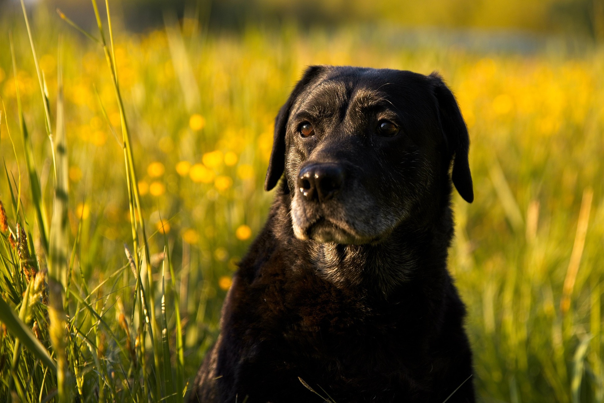 Why Labrador Retrievers Are One of the Most Popular Dog Breeds — The Honest, In-Depth Guide 11