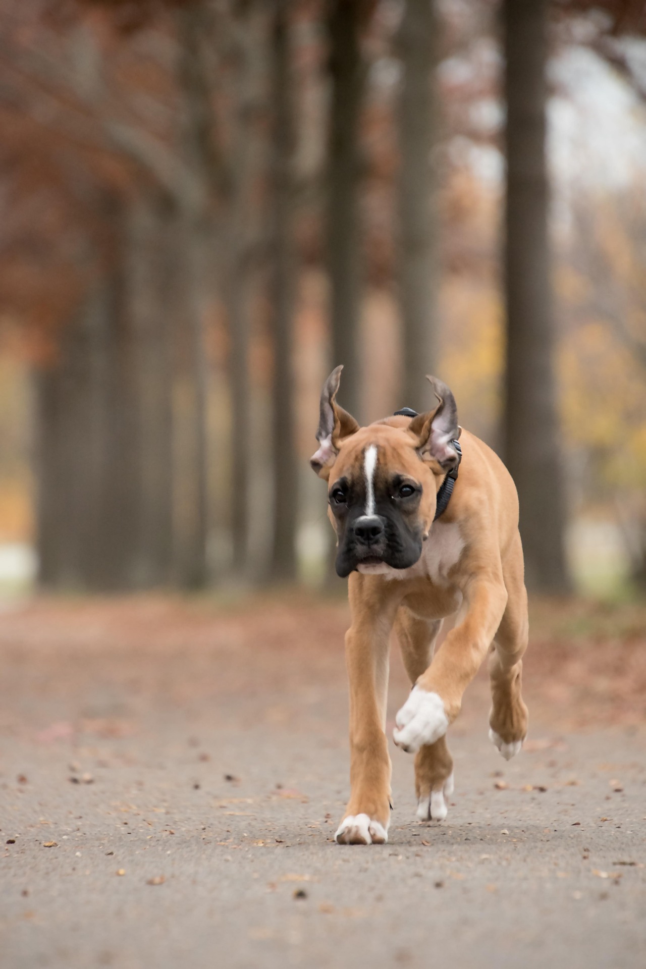 How to Keep Your Boxer Cool in Hot Weather 11 How to Keep Your Boxer Cool in Hot Weather 11