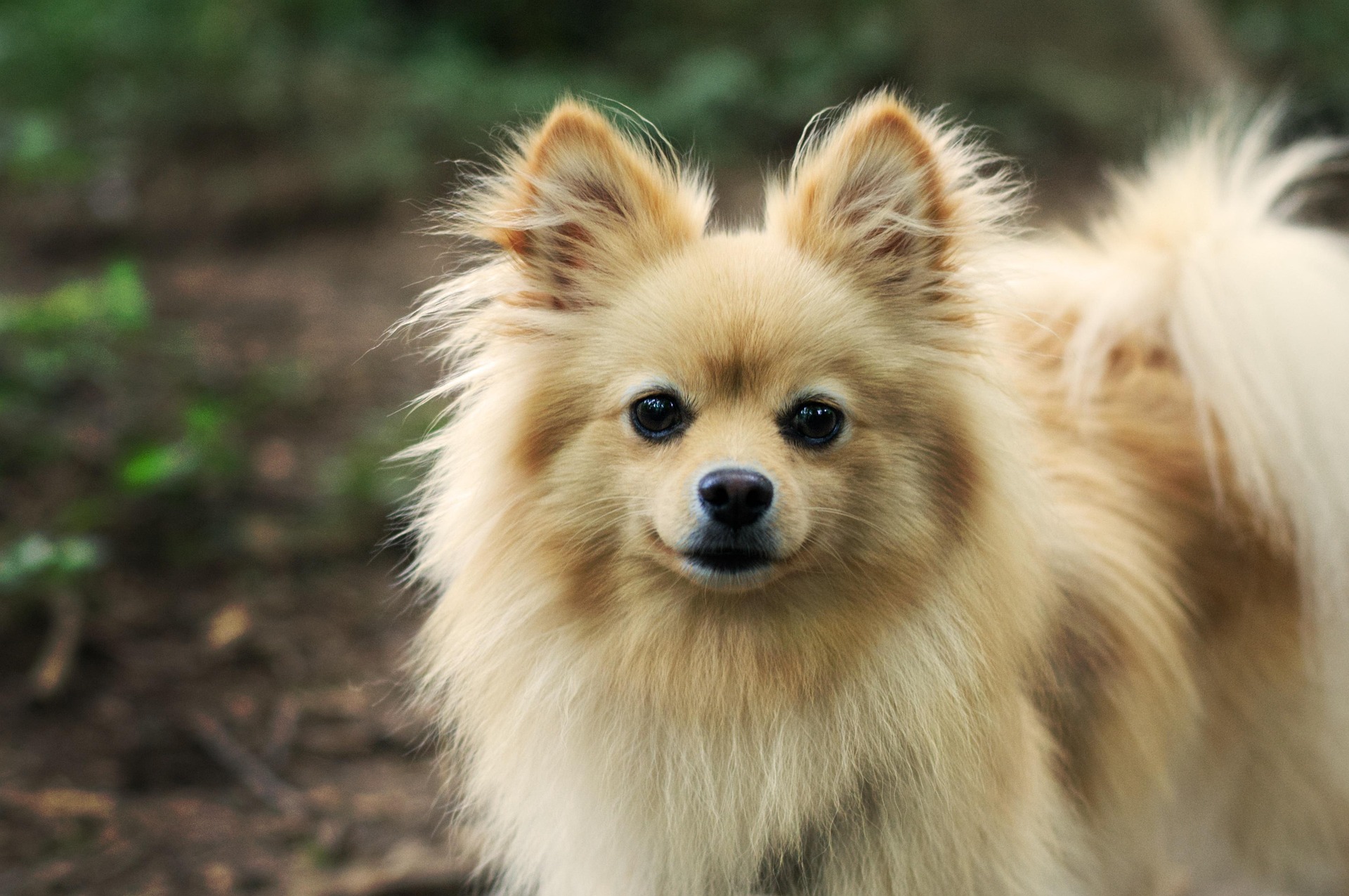 Pomeranian Puppies vs Adults: What Every Owner Should Know 10 Pomeranian Puppies vs Adults: What Every Owner Should Know 10
