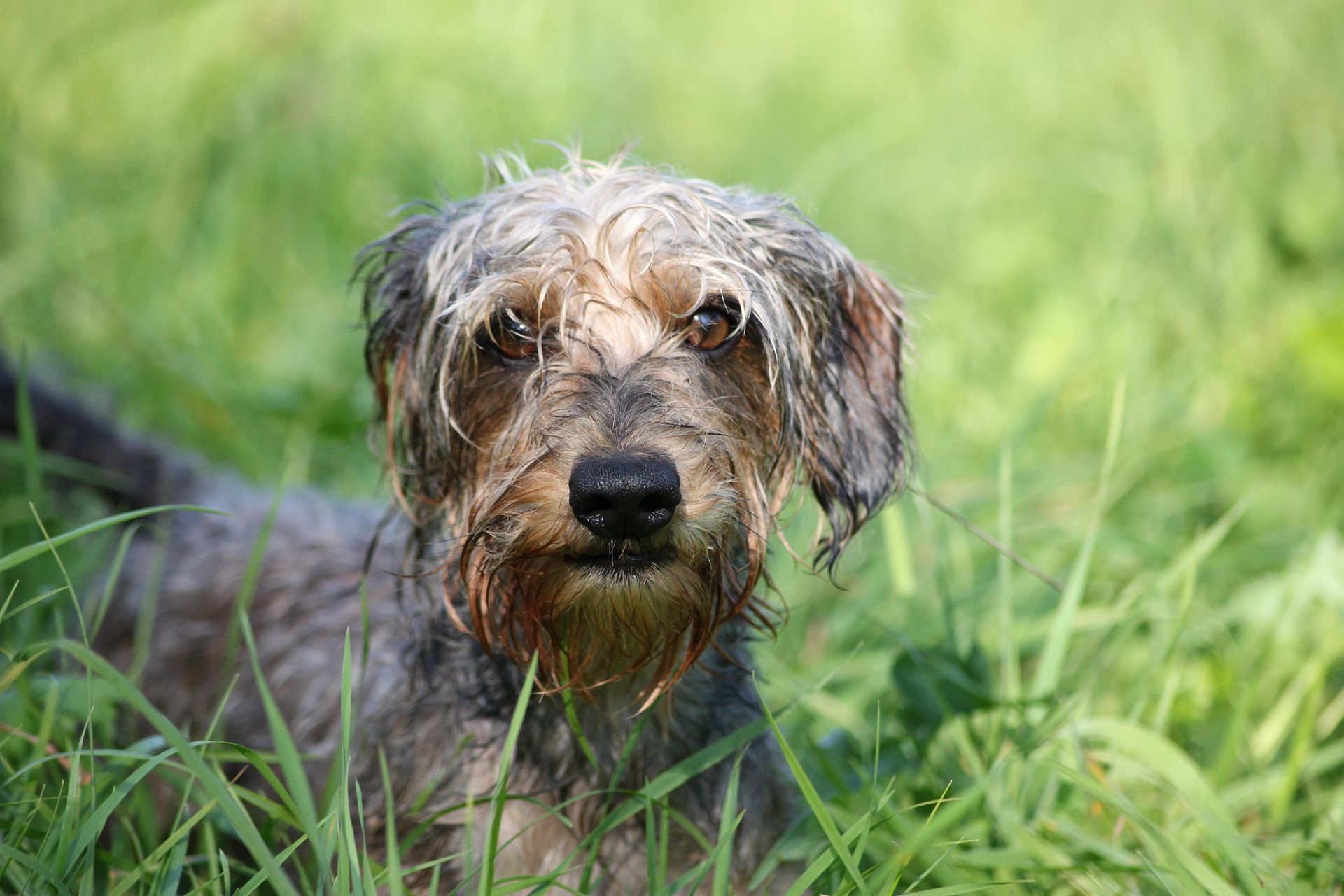 Dachshunds and Children: Tips for a Safe, Loving Bond 11