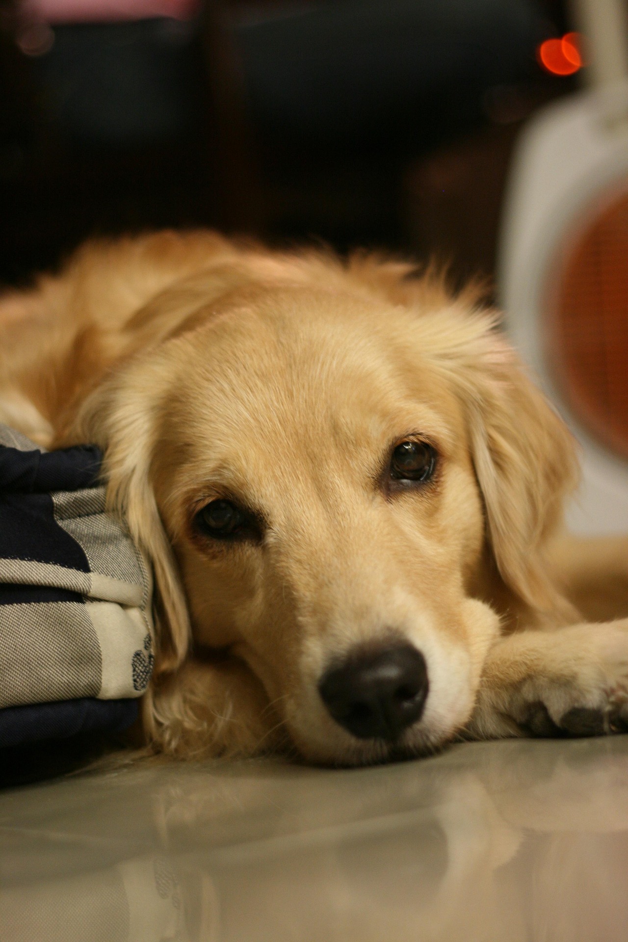 Golden Retriever Puppy Care: A Complete Beginner’s Guide 9