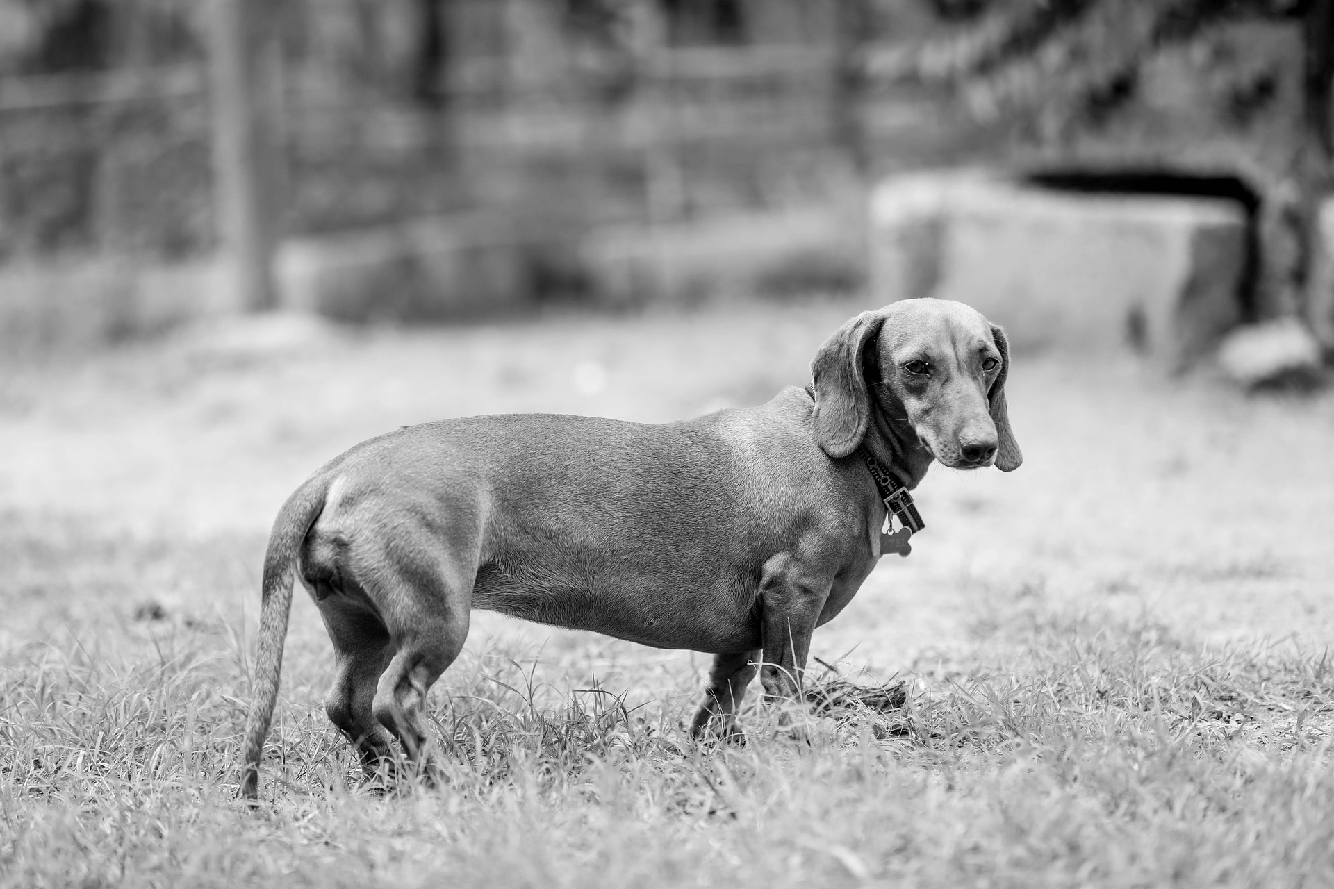 Dachshund Rescue Stories That Will Melt Your Heart 11