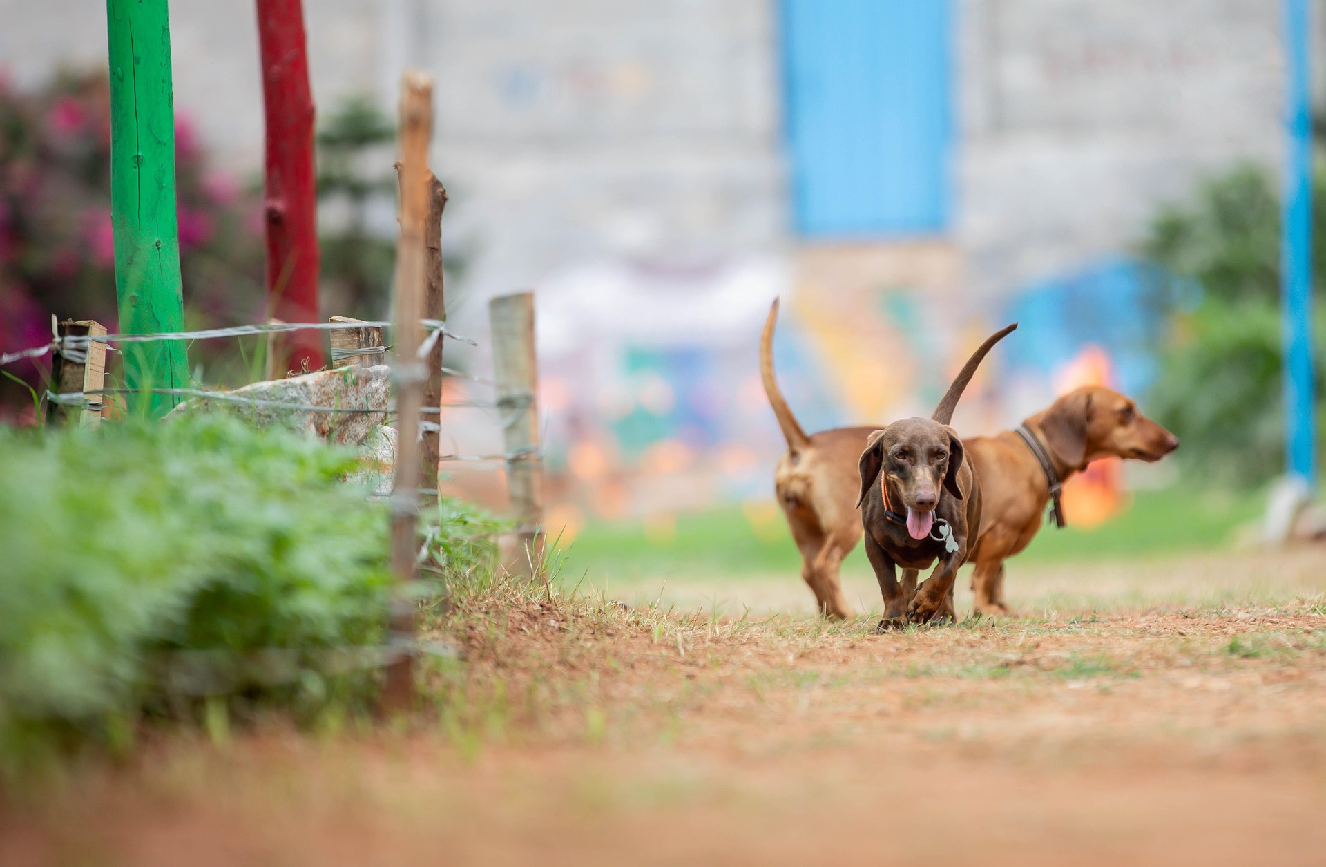 How to Choose the Perfect Dachshund Puppy 9
