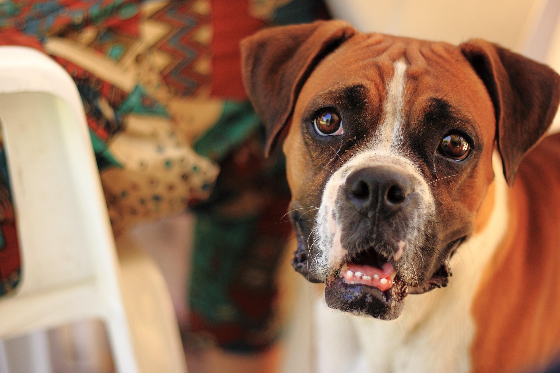 How to Handle a Boxer Dog’s High Energy Levels — The Ultimate Guide 9 How to Handle a Boxer Dog’s High Energy Levels — The Ultimate Guide 9