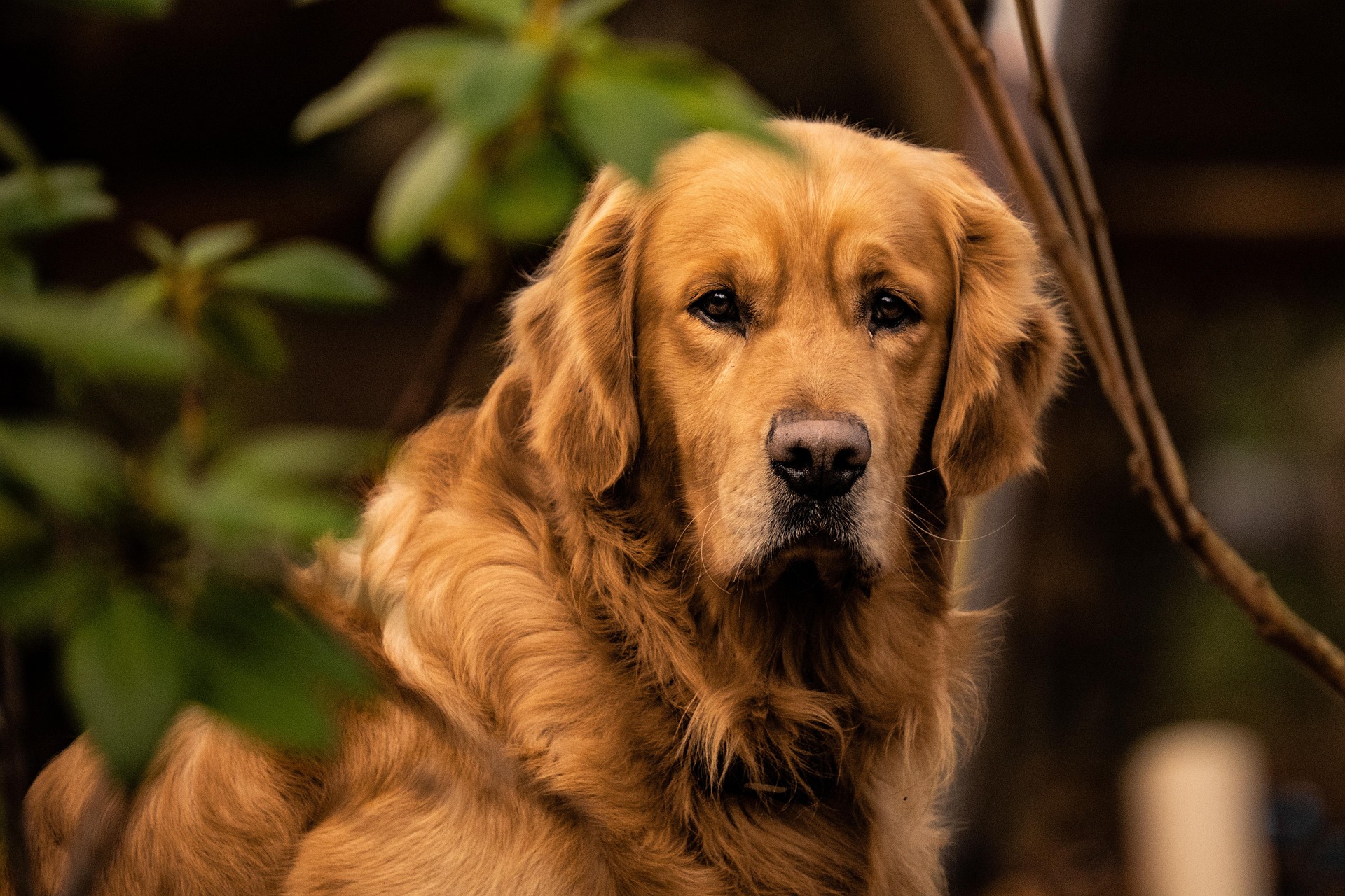 Why Golden Retrievers Bond So Strongly With Humans – The Deep Science and Emotional Truth 11 Why Golden Retrievers Bond So Strongly With Humans – The Deep Science and Emotional Truth 11
