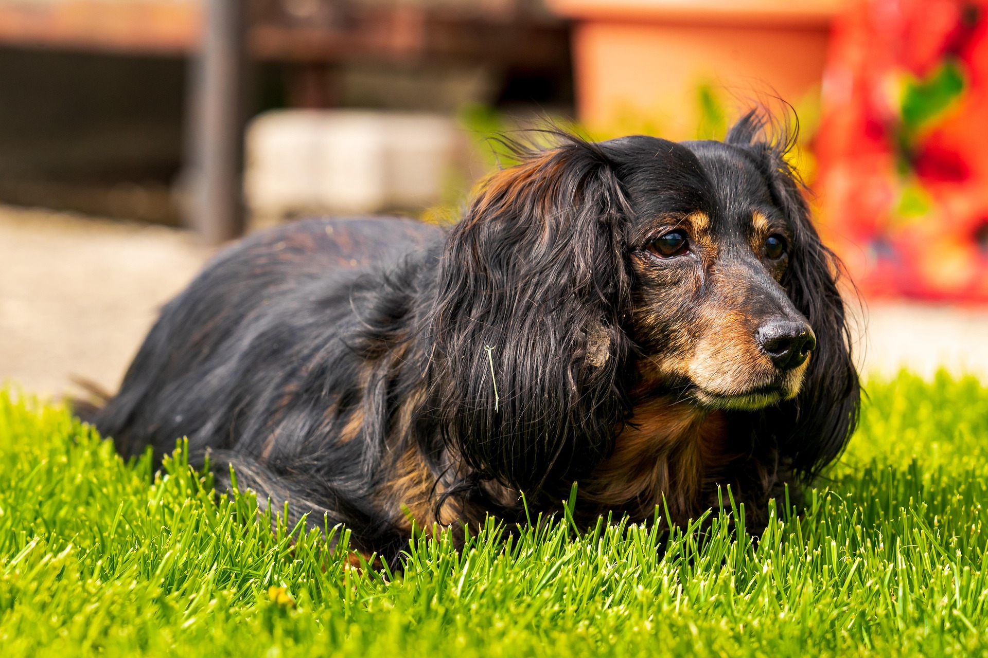 Why Dachshunds Are More Than Pets — They’re Family 10