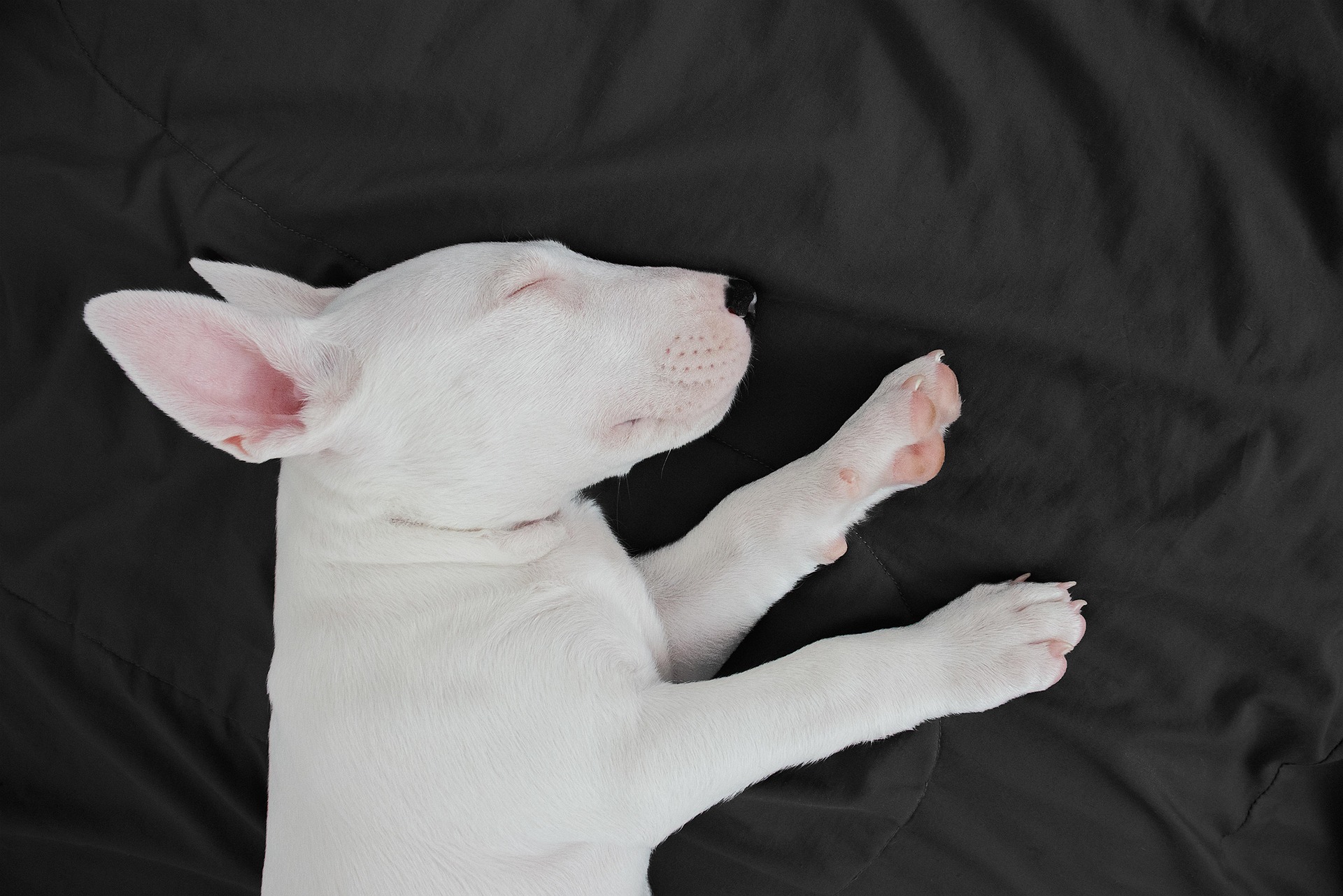 Why English Bull Terriers Are the Clowns of the Dog World 10 Why English Bull Terriers Are the Clowns of the Dog World 10