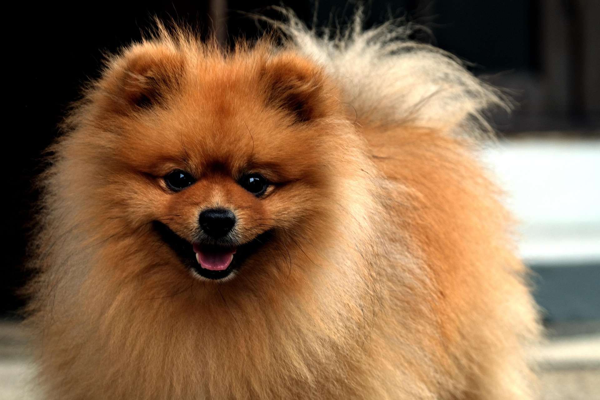 Pomeranian Puppies vs Adults: What Every Owner Should Know 11 Pomeranian Puppies vs Adults: What Every Owner Should Know 11