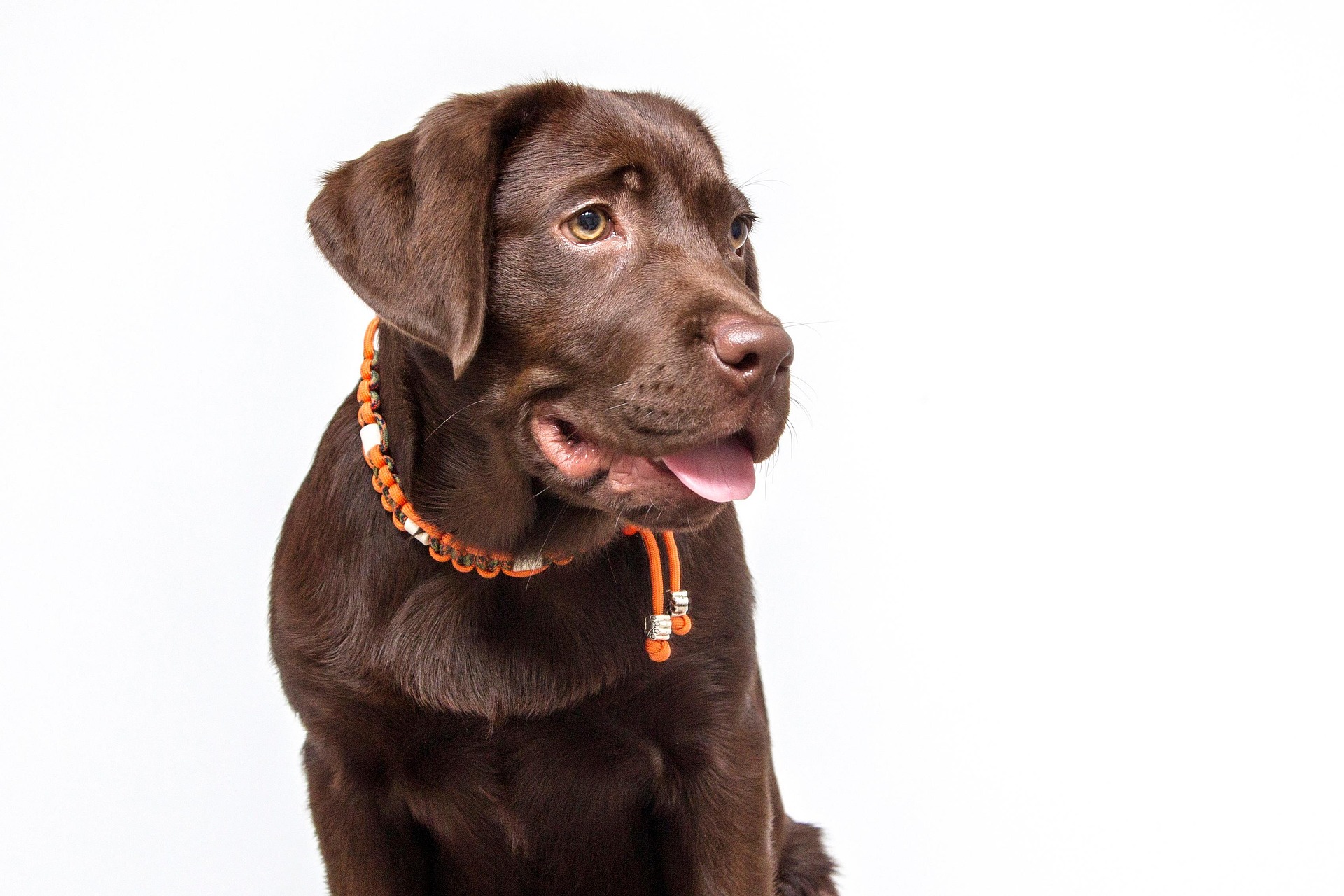 How Smart Are Labrador Retrievers? Intelligence Facts You Should Know 8 How Smart Are Labrador Retrievers? Intelligence Facts You Should Know 8