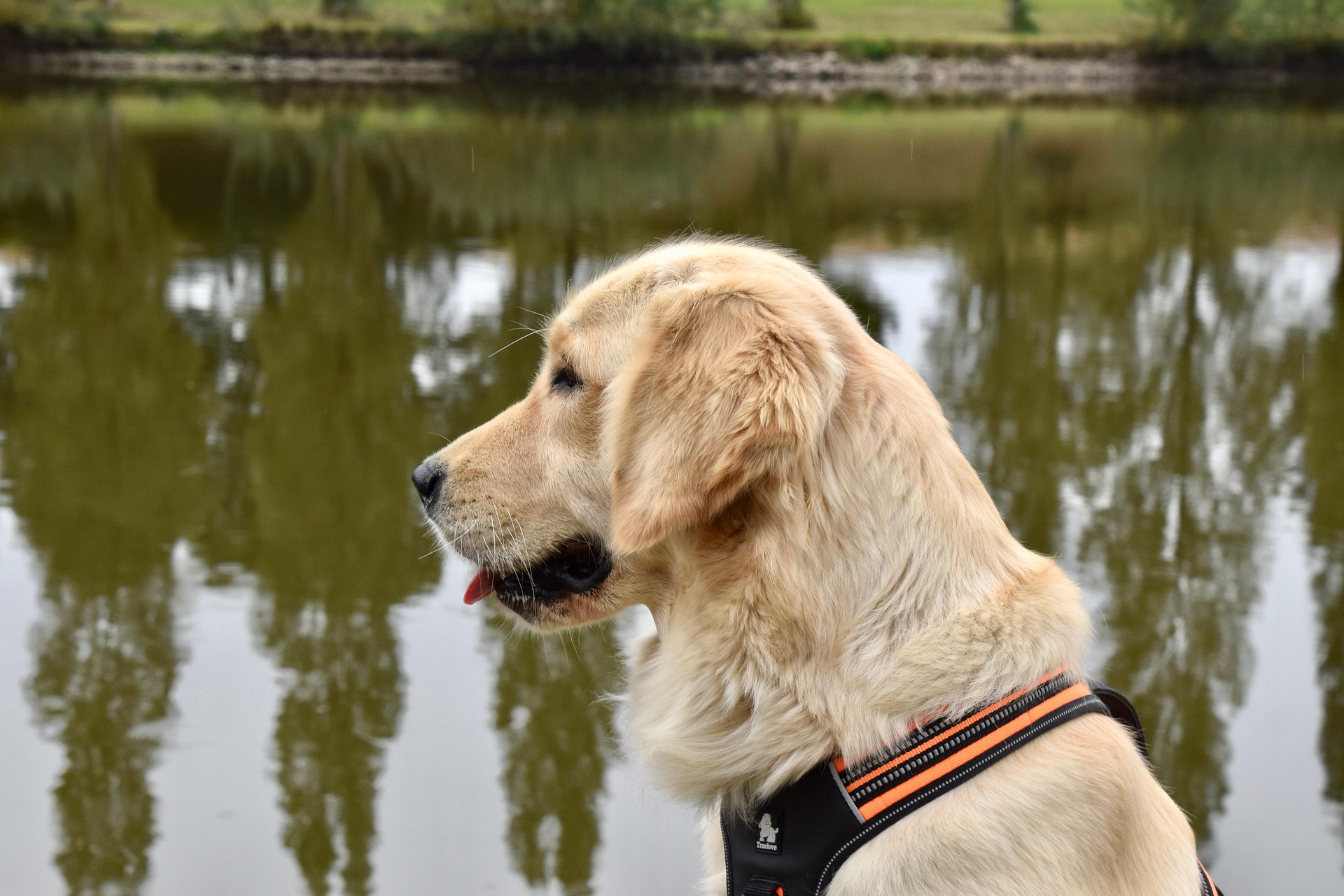 How Long Do Golden Retrievers Live? Health and Lifespan Facts 11