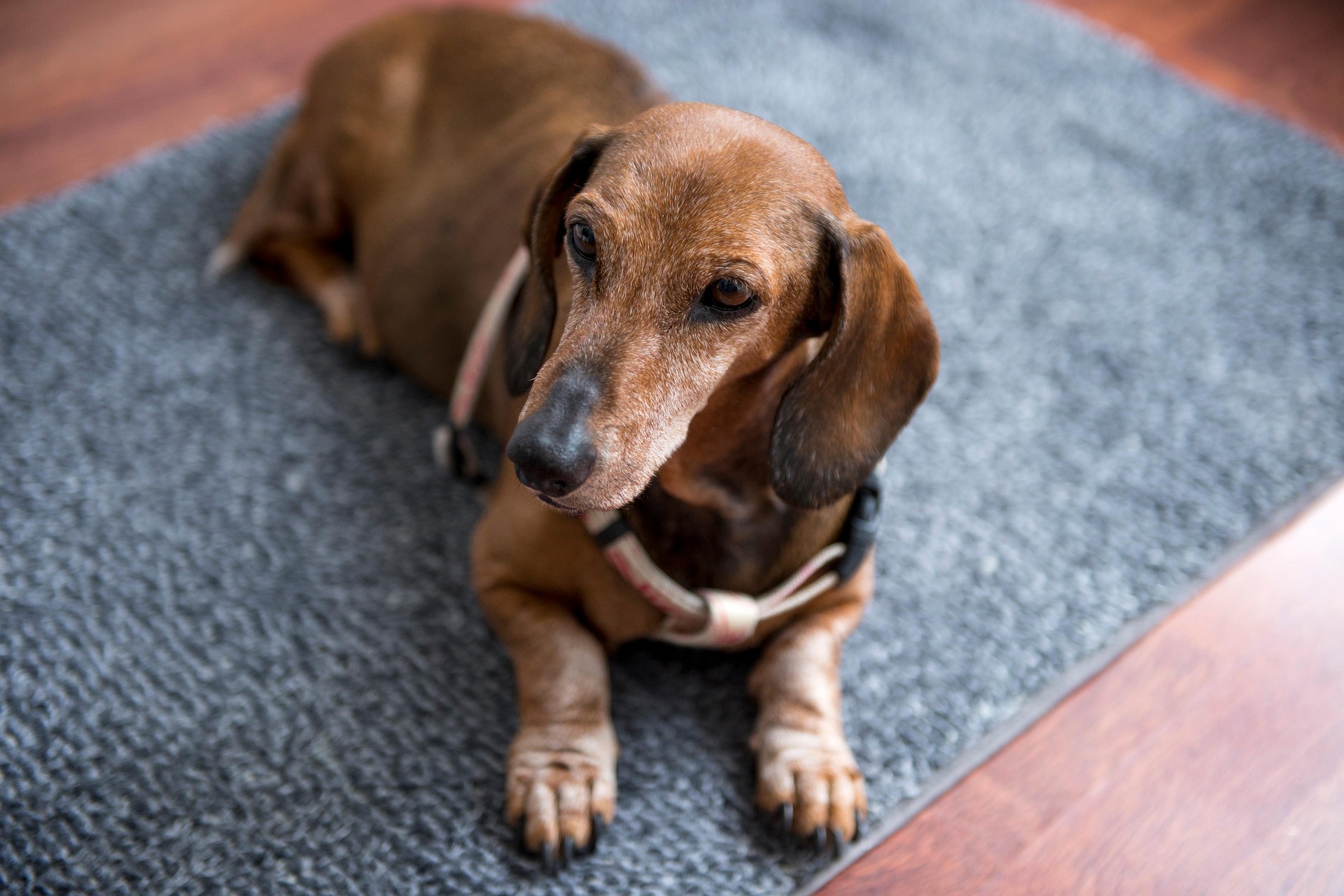Why Dachshunds Are More Than Pets — They’re Family 11