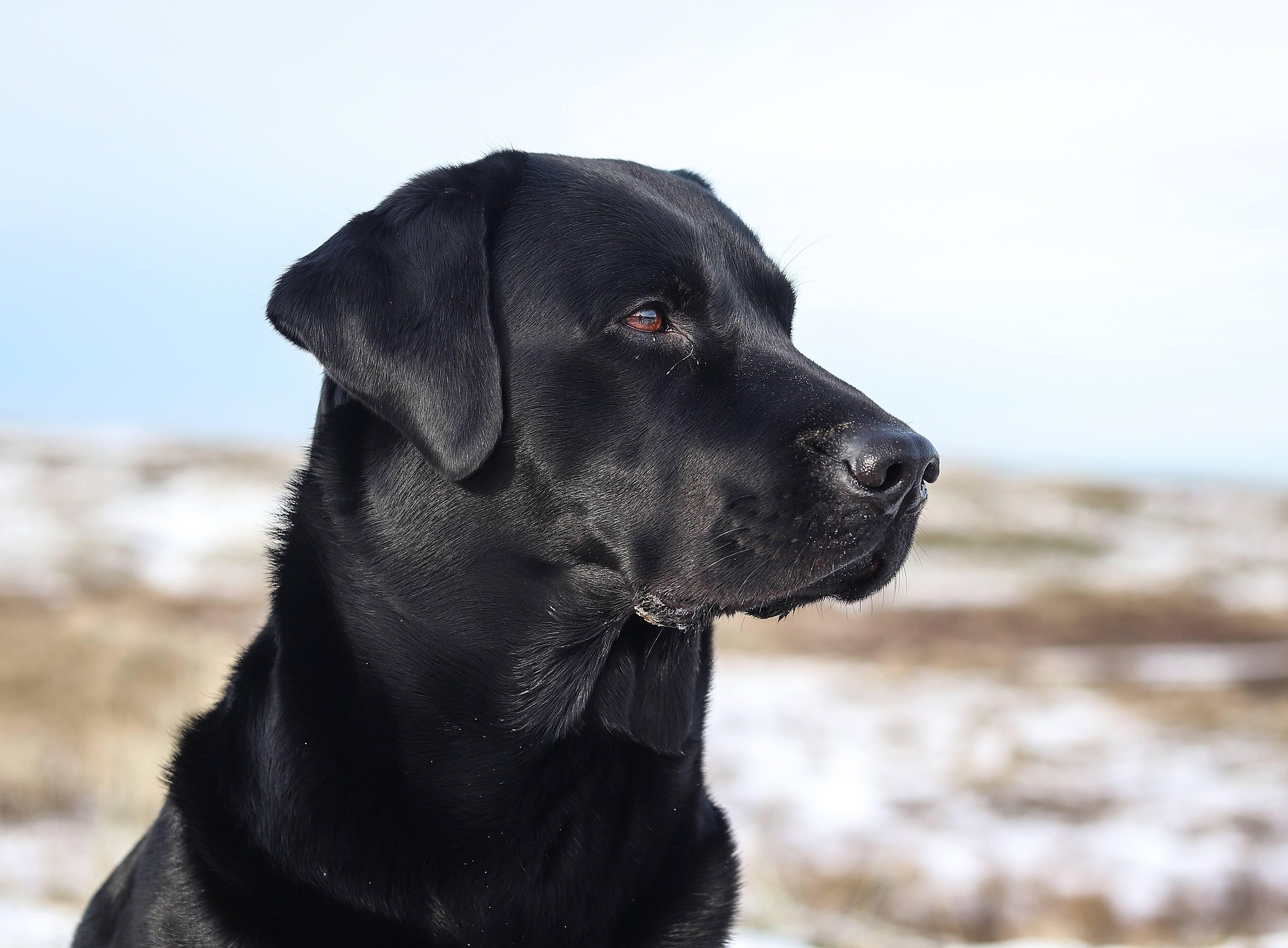 How Smart Are Labrador Retrievers? Intelligence Facts You Should Know 11