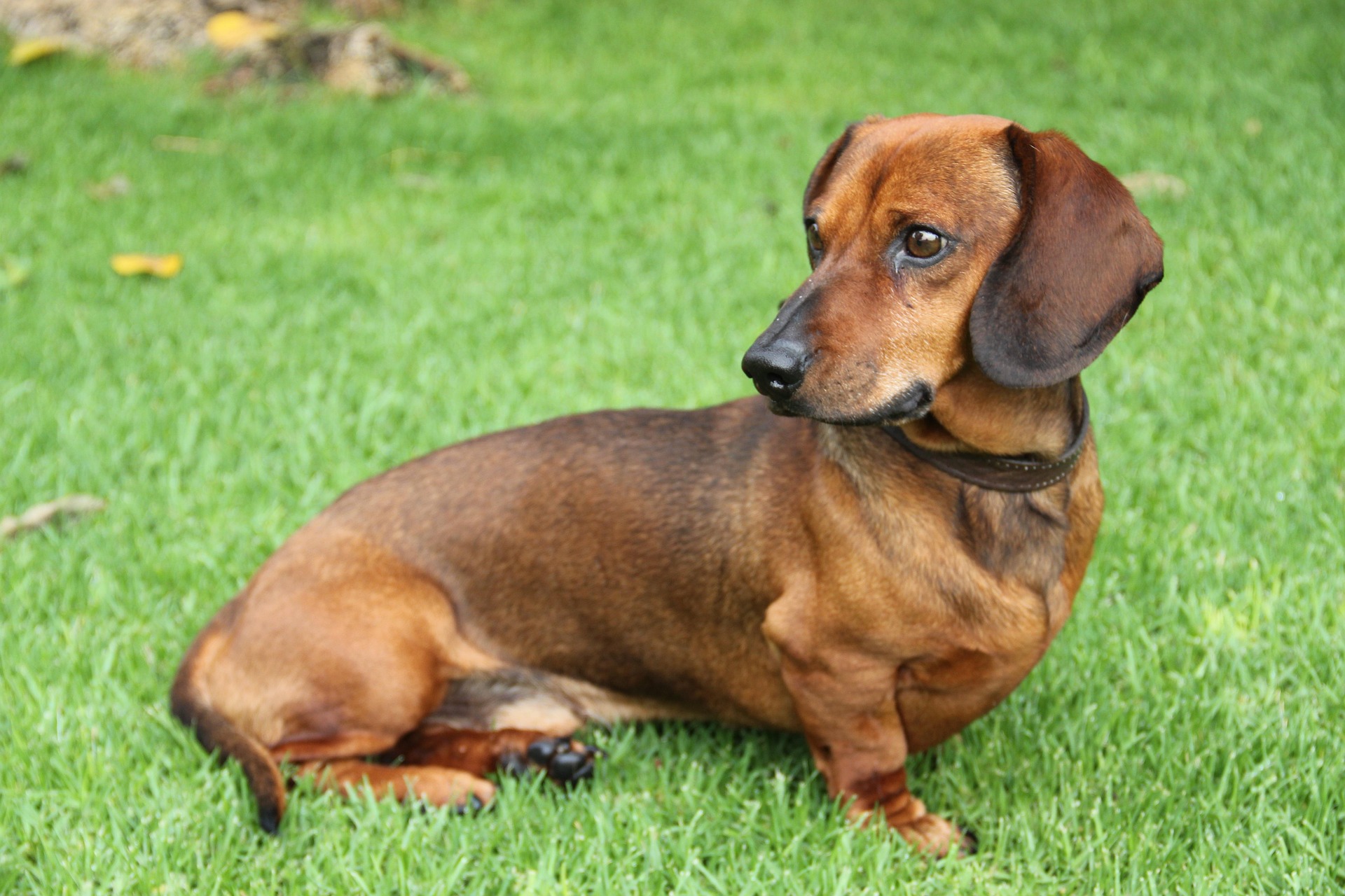 How to Choose the Perfect Dachshund Puppy 11