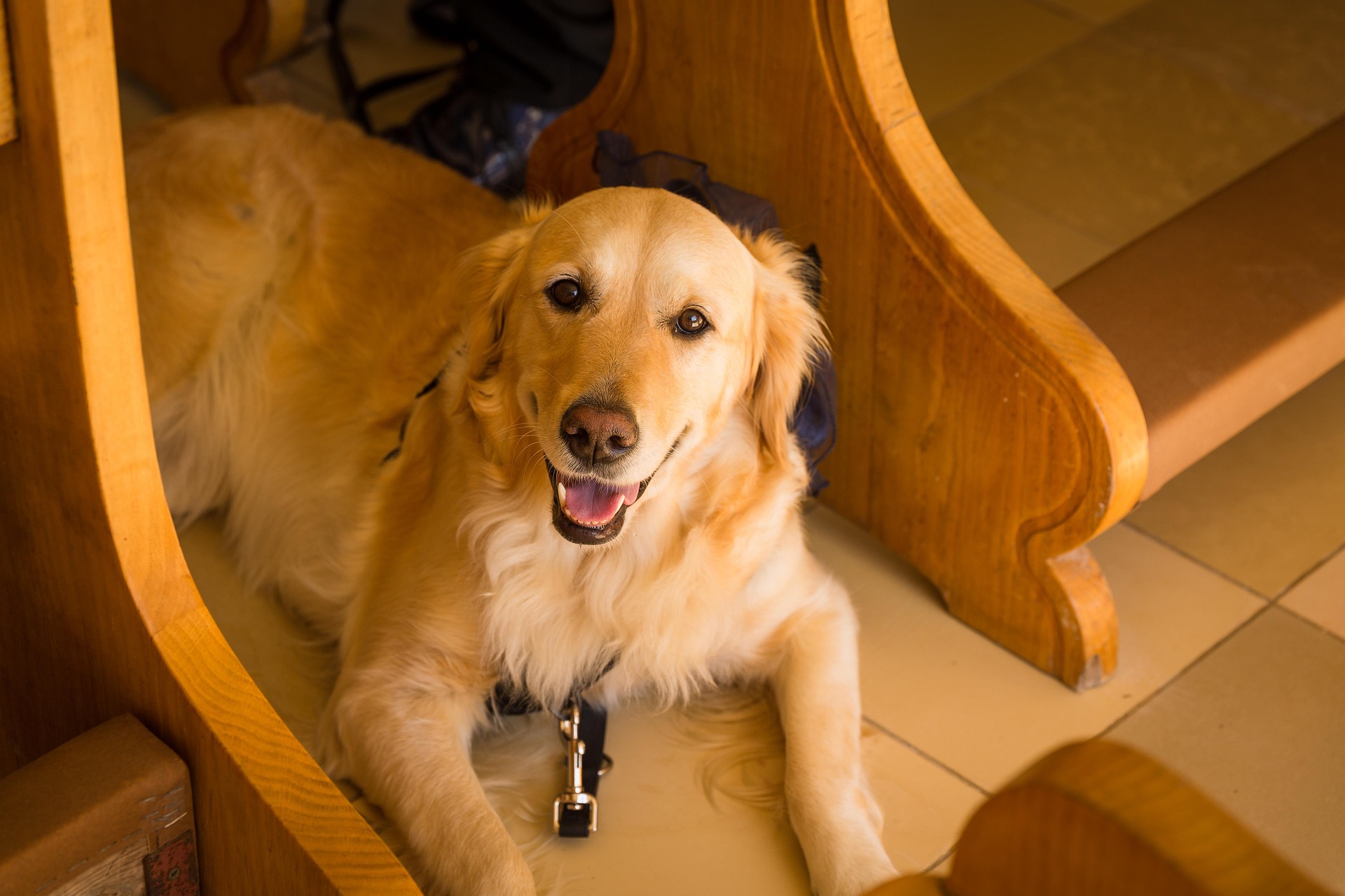 Golden Retriever Puppy Care: A Complete Beginner’s Guide 11