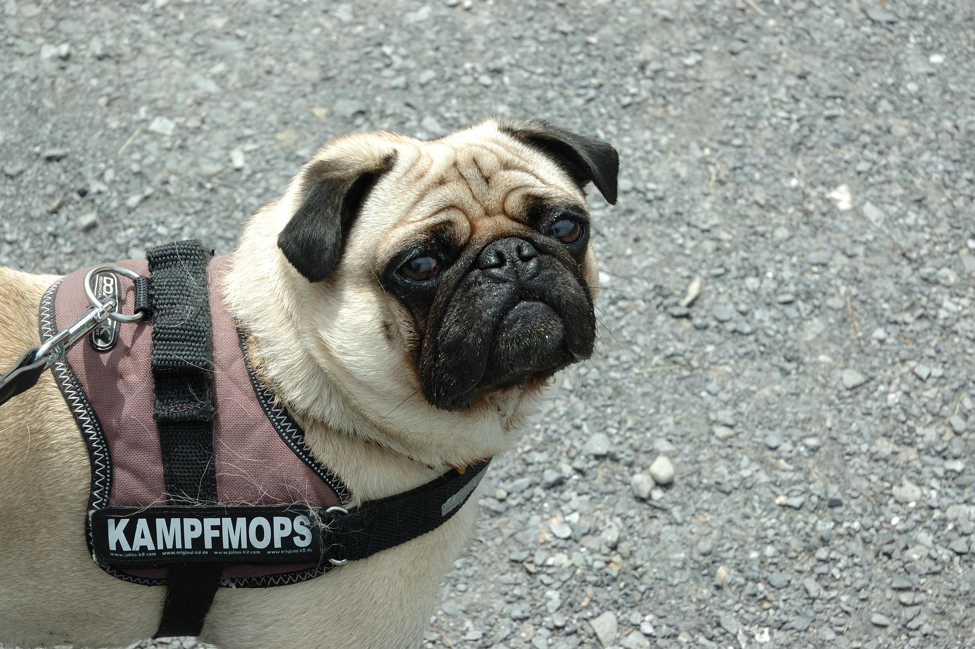 Common Pug Training Mistakes and How to Avoid Them 11