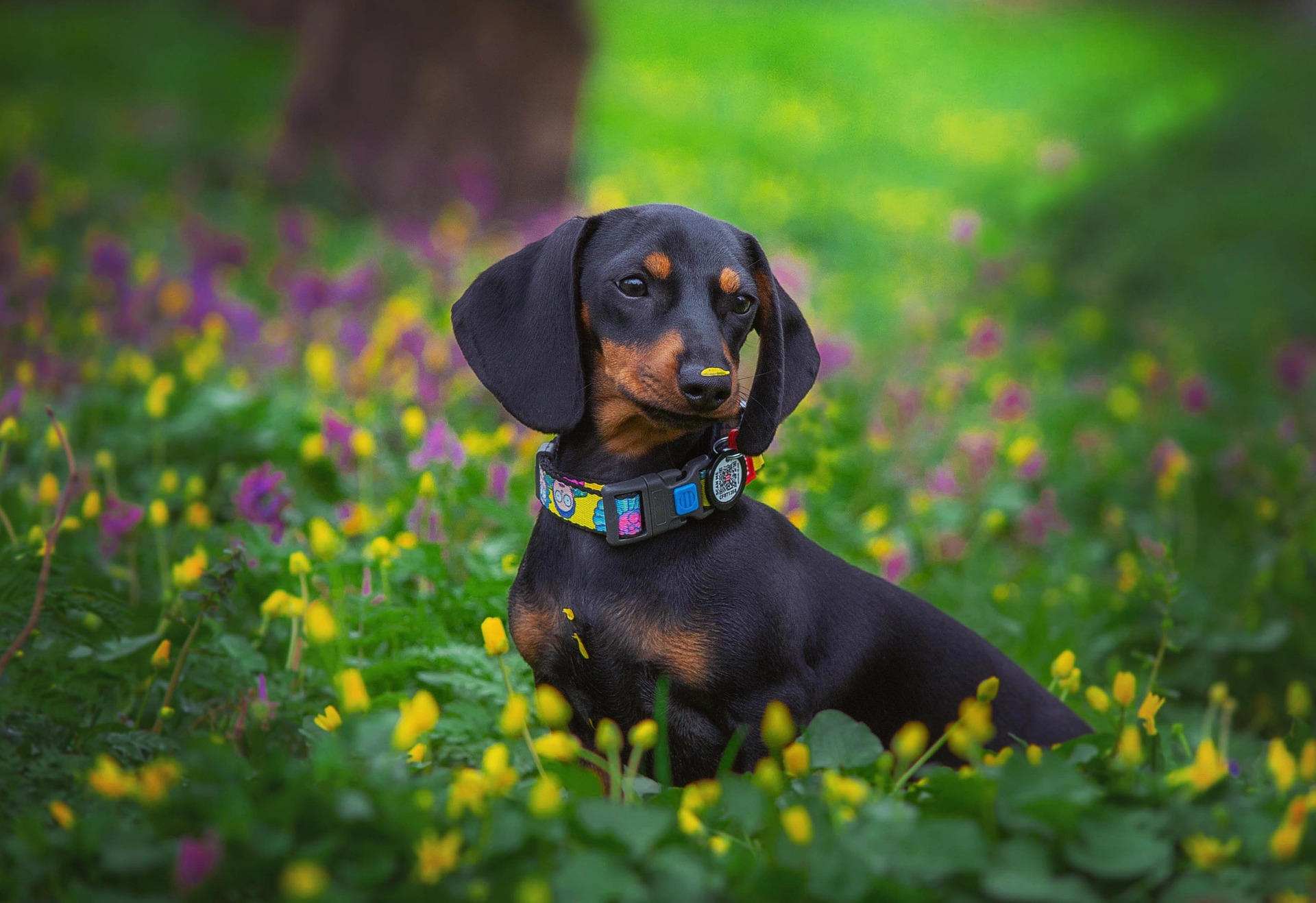 Dachshunds and Other Pets: Making Peace at Home 8