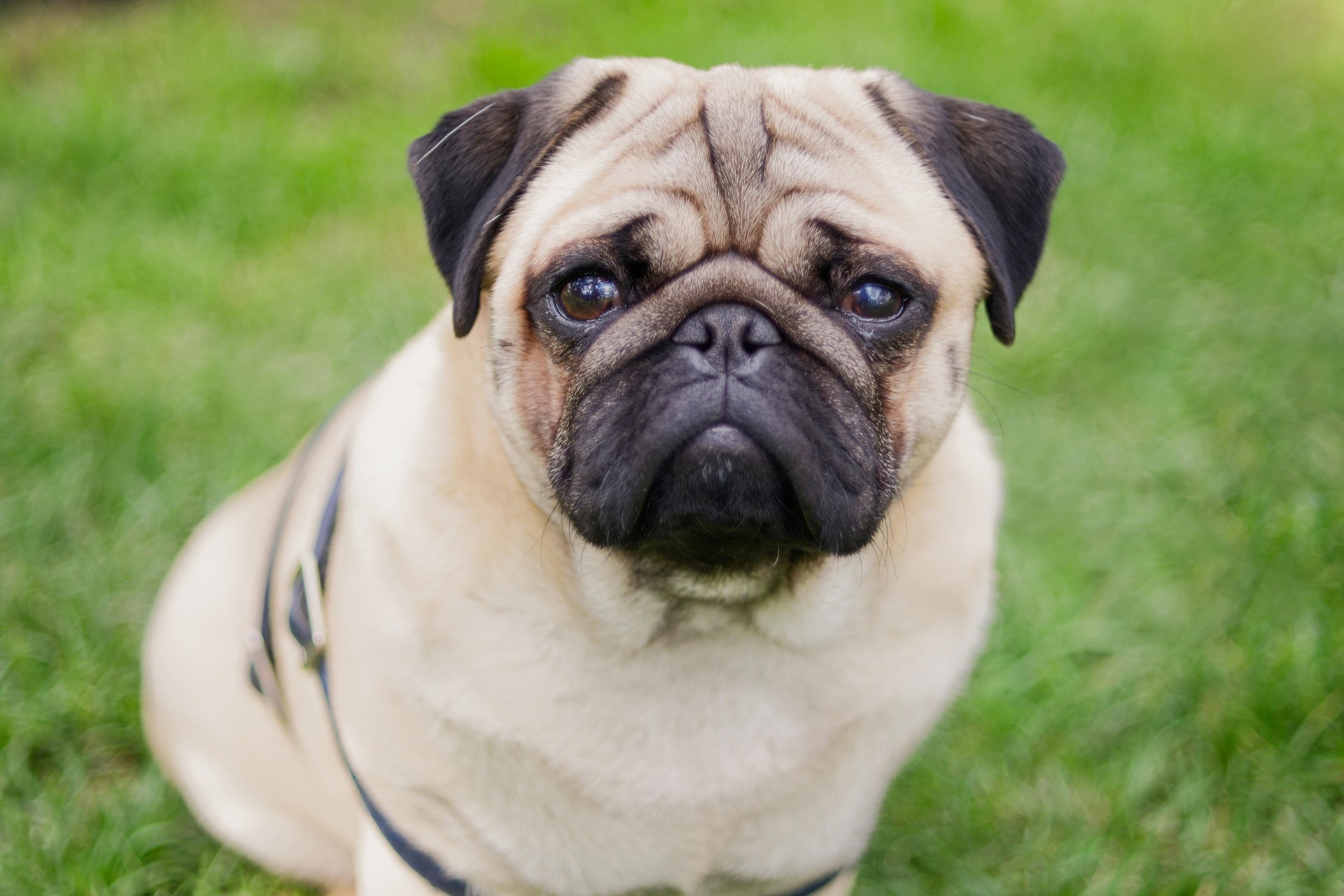Pug Health Problems Every Owner Should Watch For 29 Pug Health Problems Every Owner Should Watch For 29