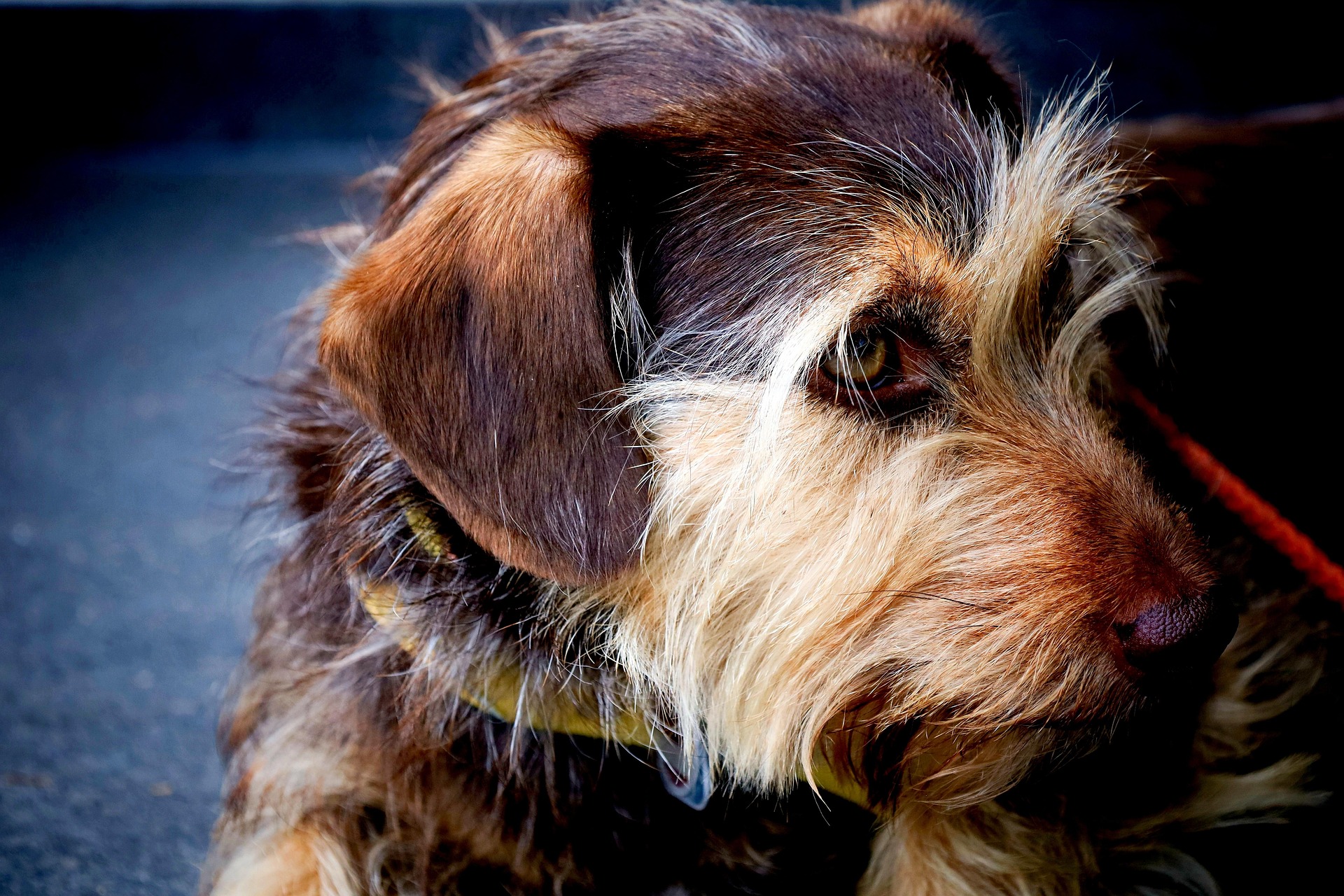 Why Dachshunds Are the Small Dogs With the Biggest Personalities 10