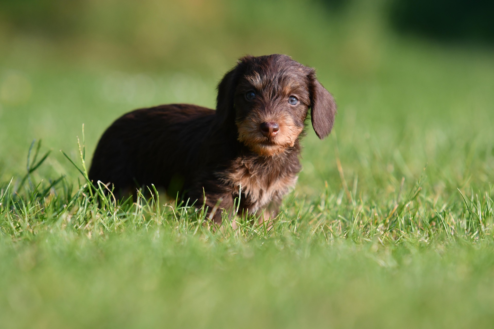 Why Dachshunds Are the Small Dogs With the Biggest Personalities 11