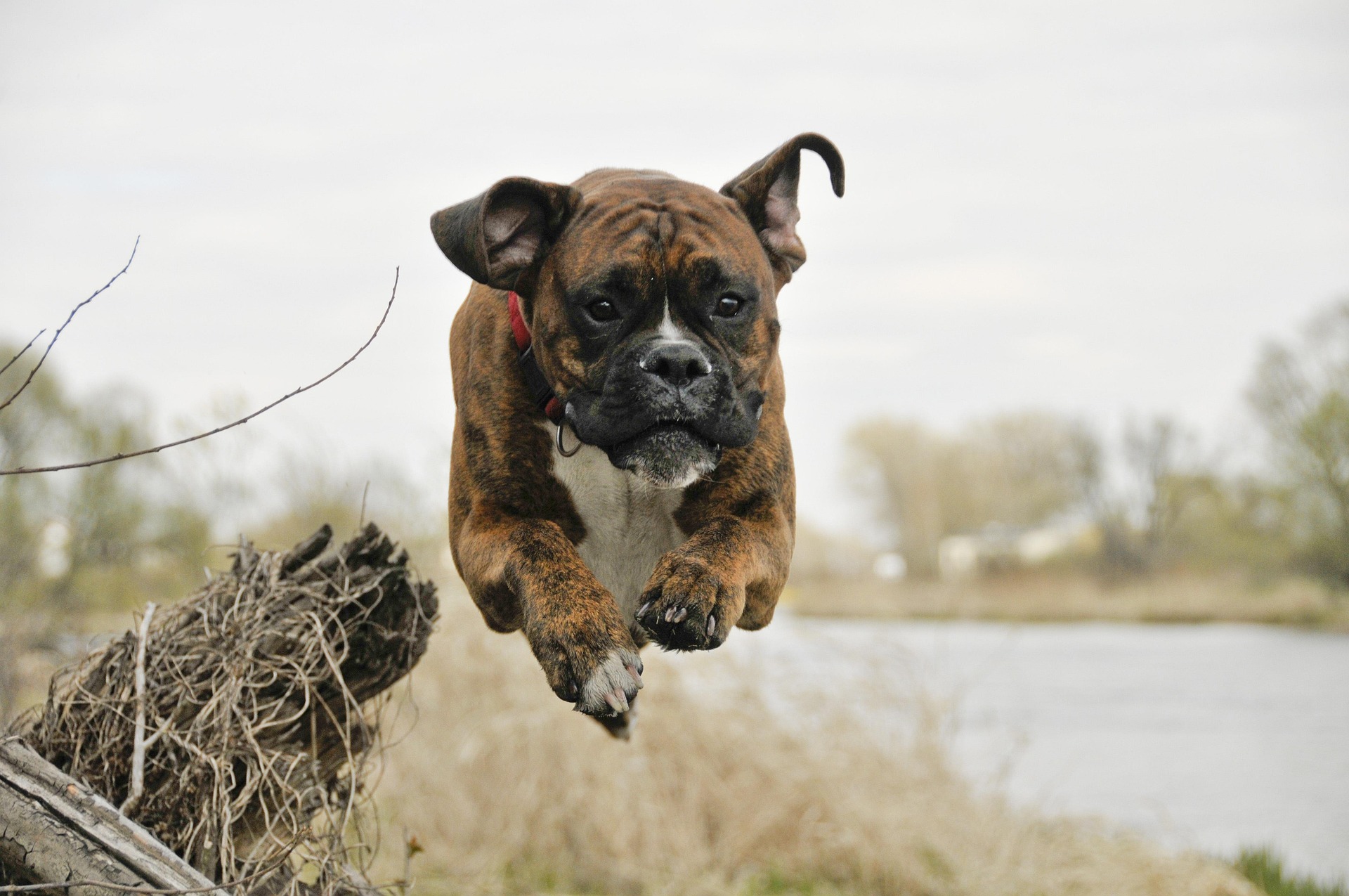 Why Boxer Dogs Are More Than Just Pets — They’re Family 11 Why Boxer Dogs Are More Than Just Pets — They’re Family 11