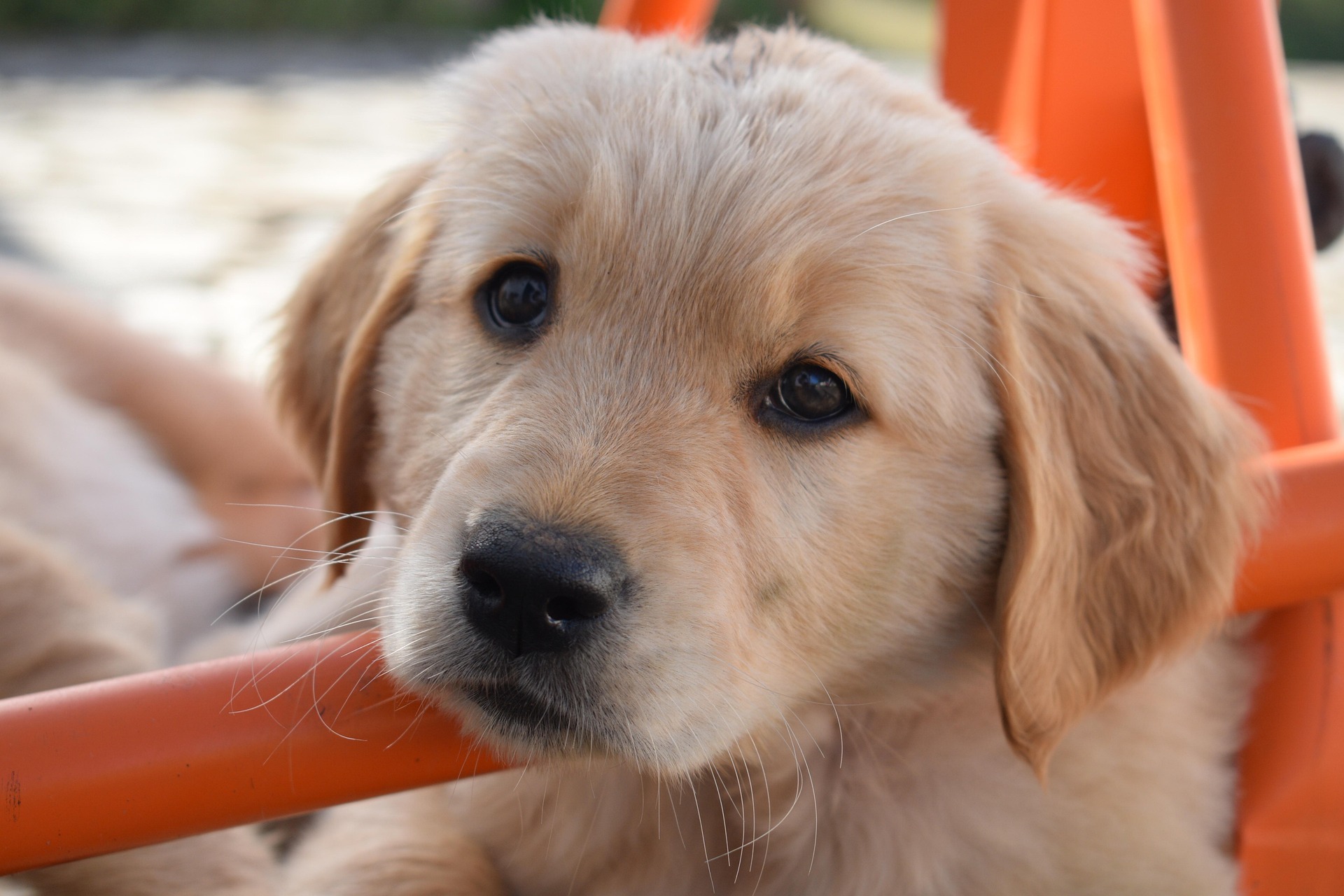 Can Golden Retrievers Live in Apartments? Pros and Cons 10