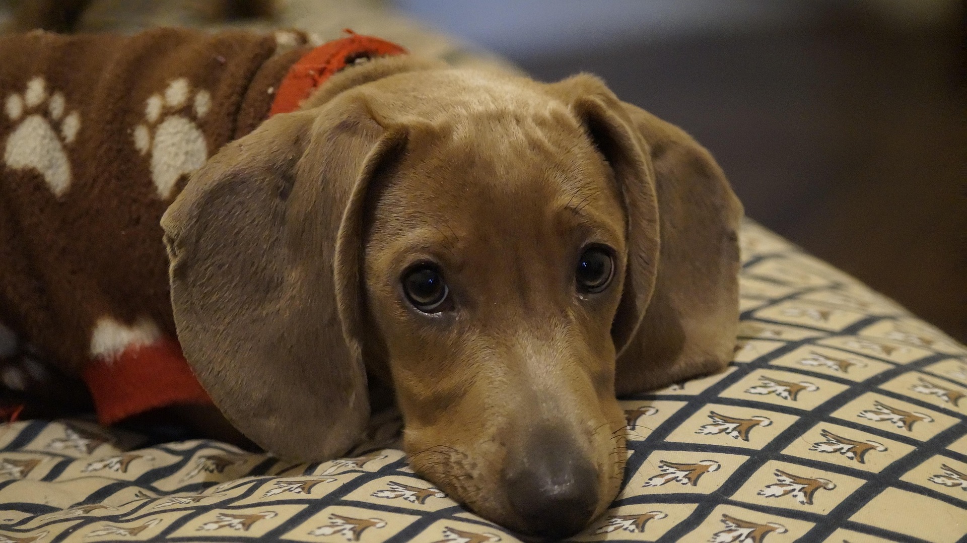 How to Understand Your Dachshund’s Quirky Behavior — A Complete Guide 10 How to Understand Your Dachshund’s Quirky Behavior — A Complete Guide 10