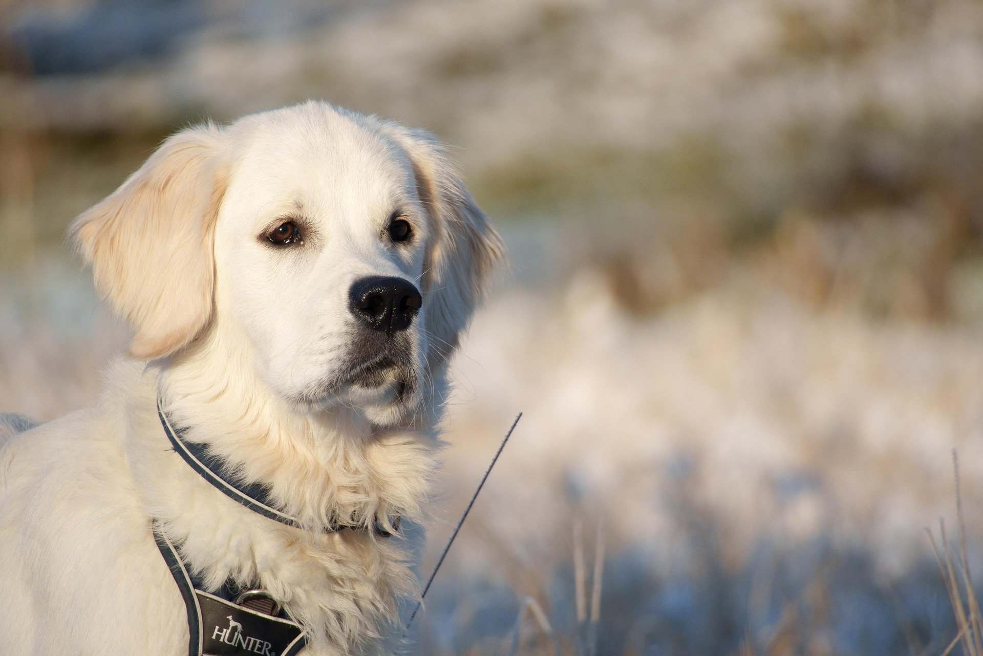 Why Golden Retrievers Are So Affectionate and Loving 10