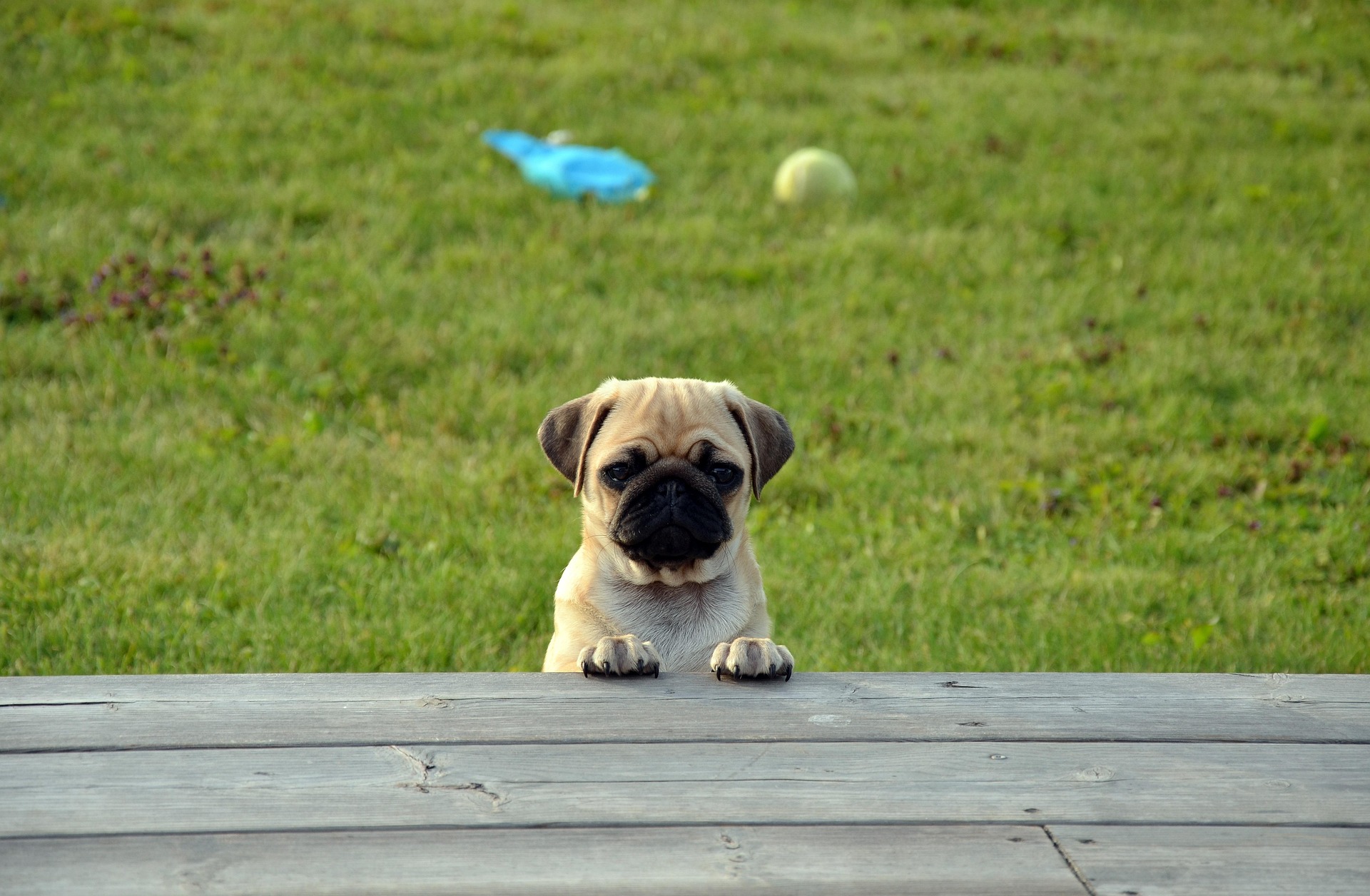 10 Things You Must Know Before Adopting a Pug — Complete Guide for Future Owners 10