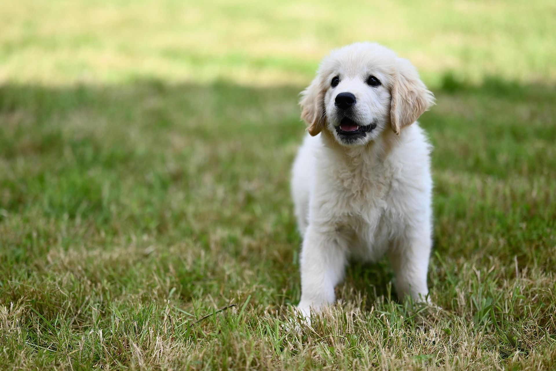 Why Golden Retrievers Are One of the Friendliest Dog Breeds — A Deep Dive 9