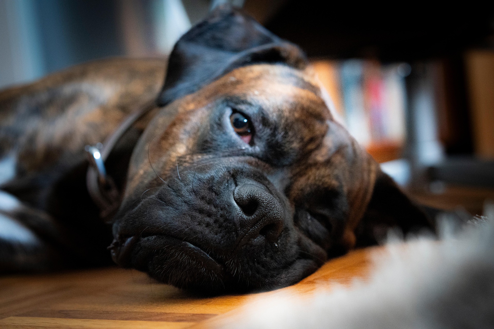 Boxer Dogs and Mental Health: The Power of Companionship 10 Boxer Dogs and Mental Health: The Power of Companionship 10