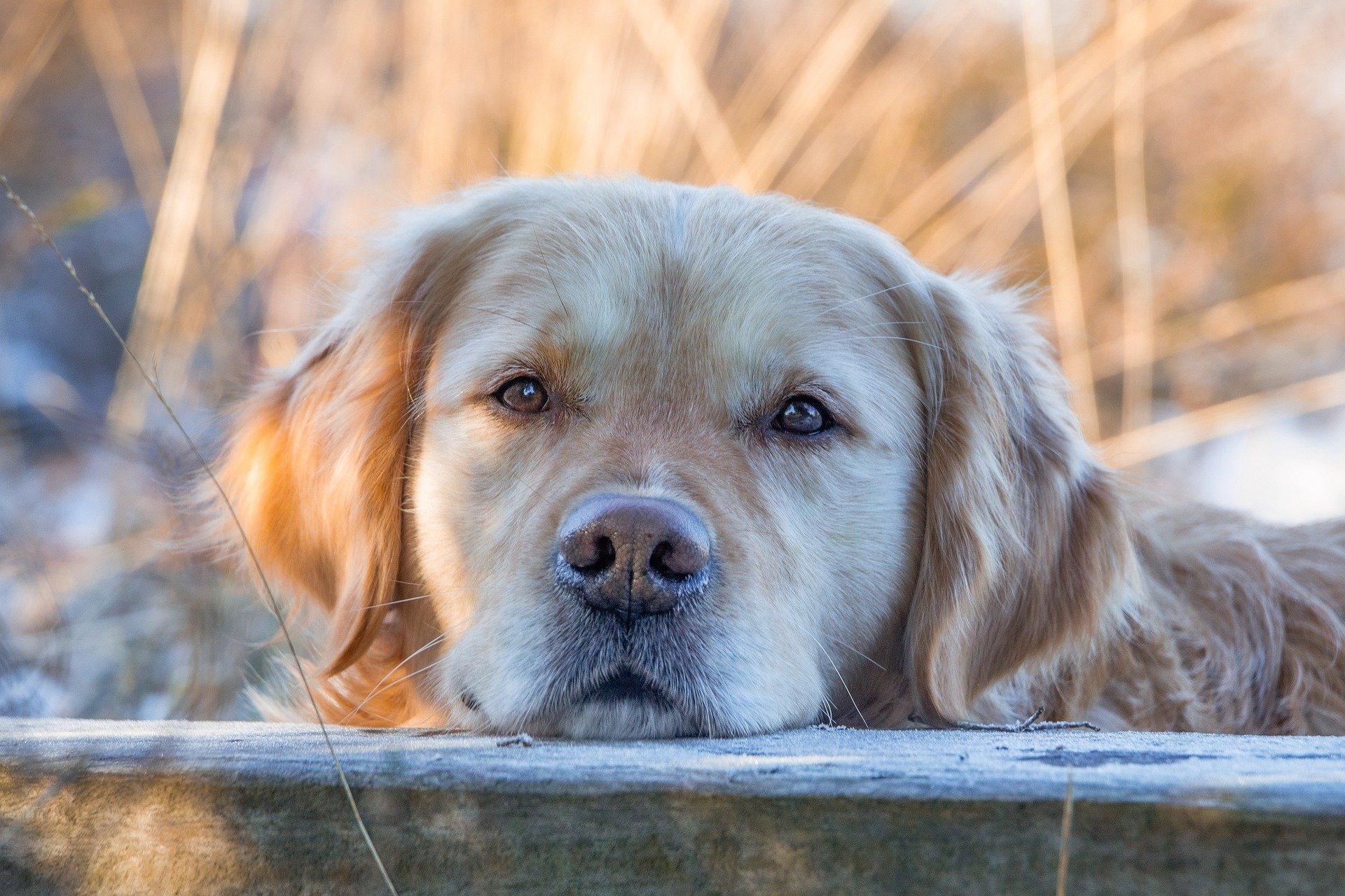 Why Golden Retrievers Are One of the Friendliest Dog Breeds — A Deep Dive 57 Why Golden Retrievers Are One of the Friendliest Dog Breeds — A Deep Dive 57