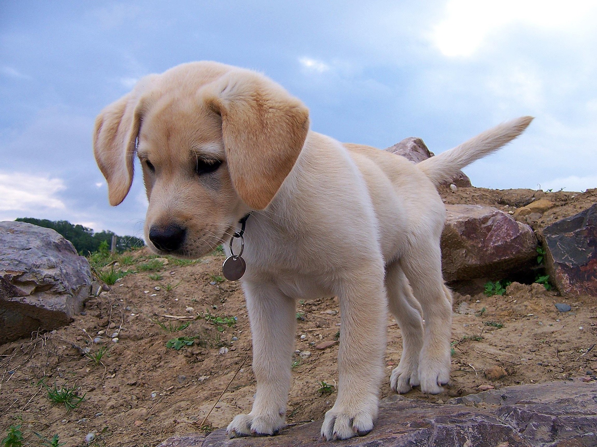 Are Labrador Retrievers Good With Children and Other Pets? The Honest, In-Depth Guide 10 Are Labrador Retrievers Good With Children and Other Pets? The Honest, In-Depth Guide 10