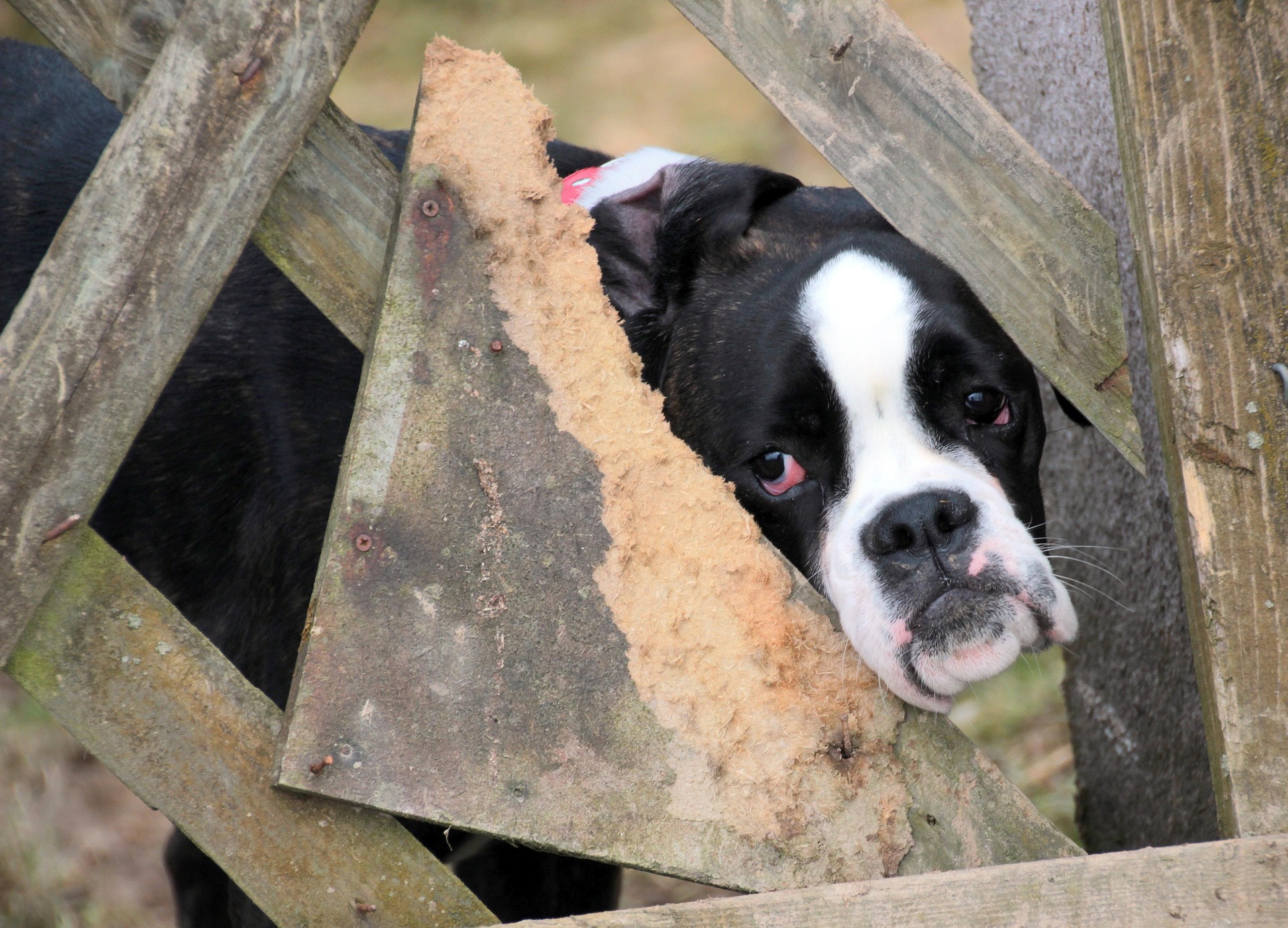 Why Your Boxer Dog Needs Mental Stimulation Every Day 10