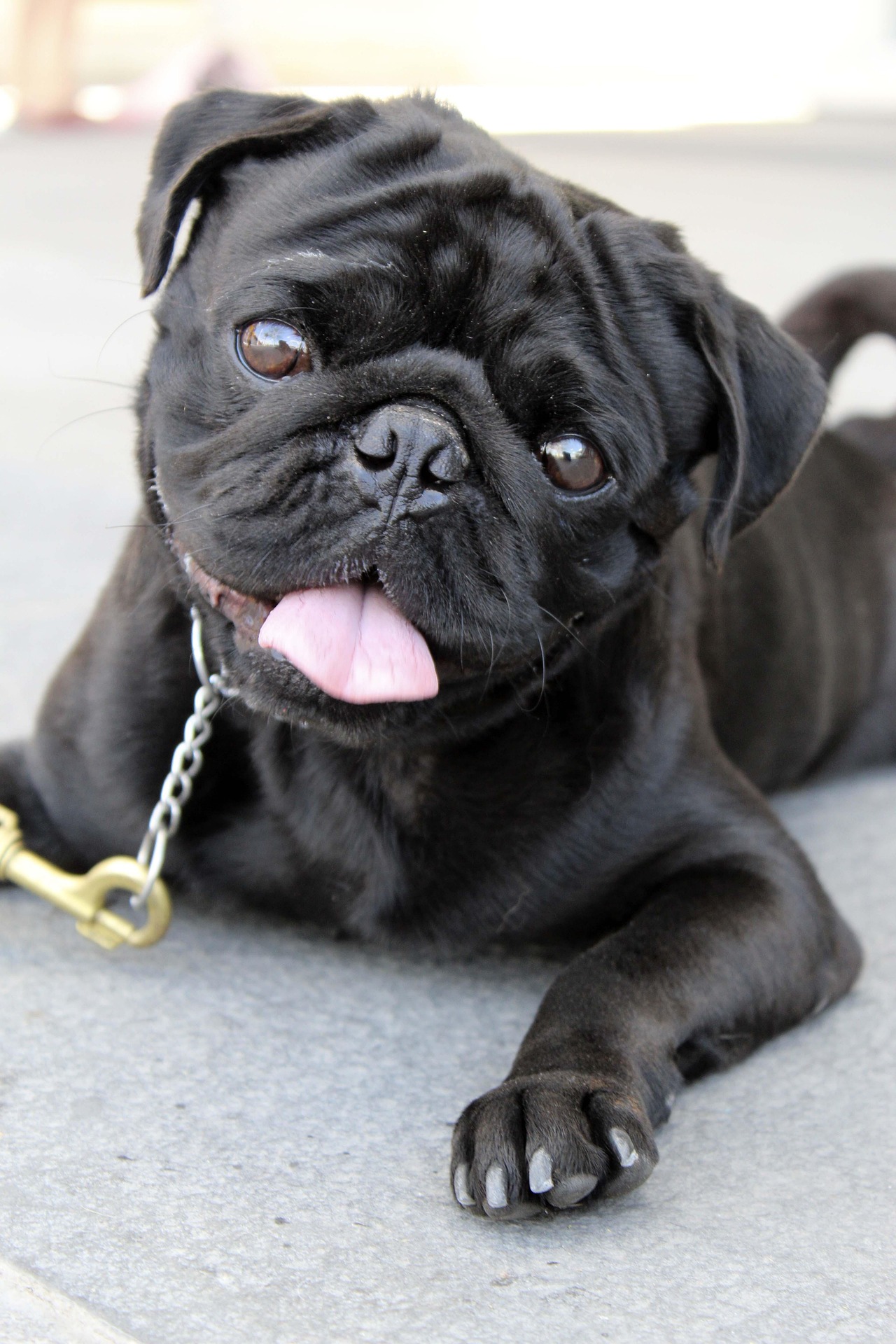 Why Pugs Are One of the Friendliest Dog Breeds 9