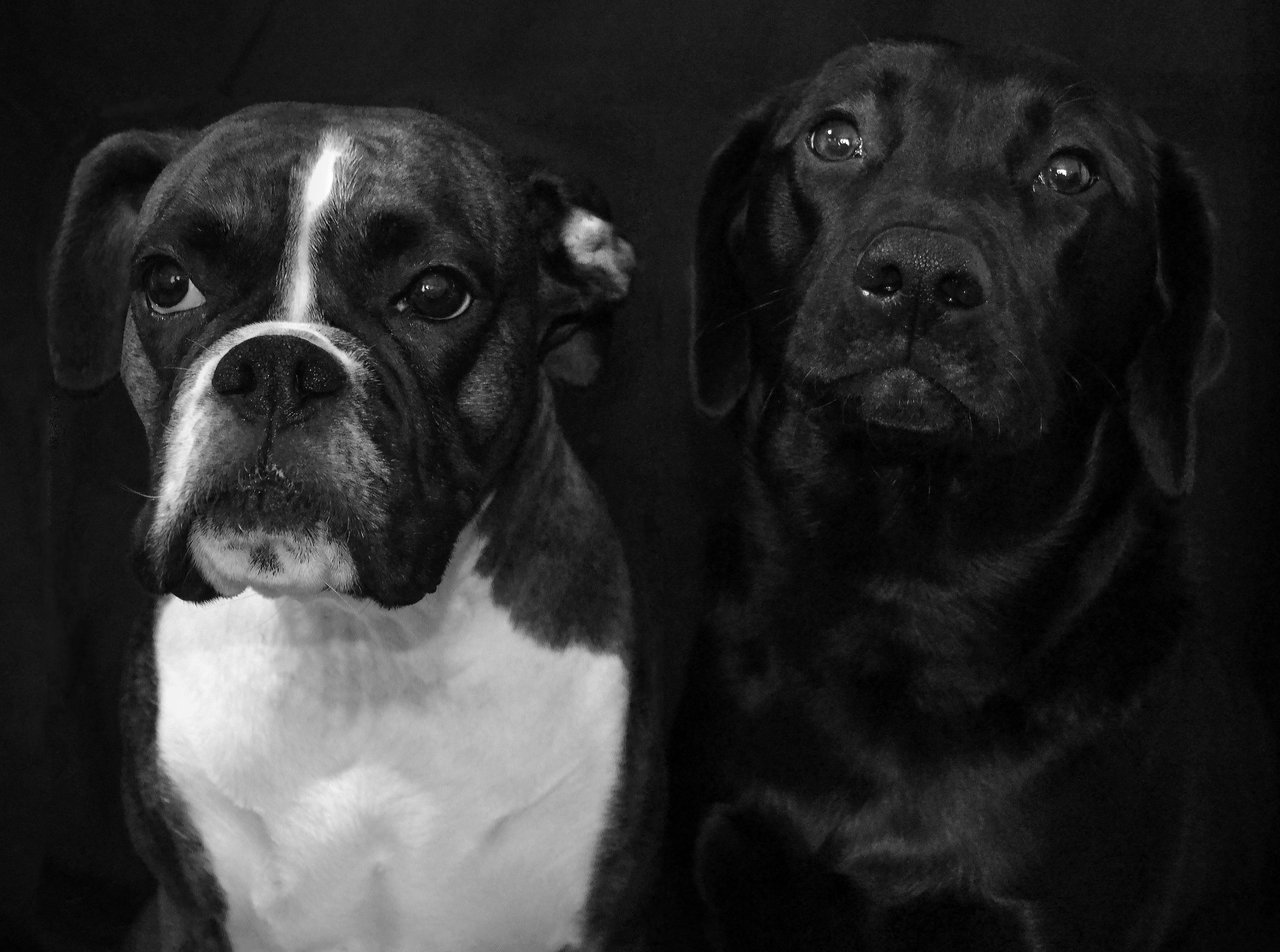 5 Reasons Boxer Dogs Make the Best Therapy Animals 10